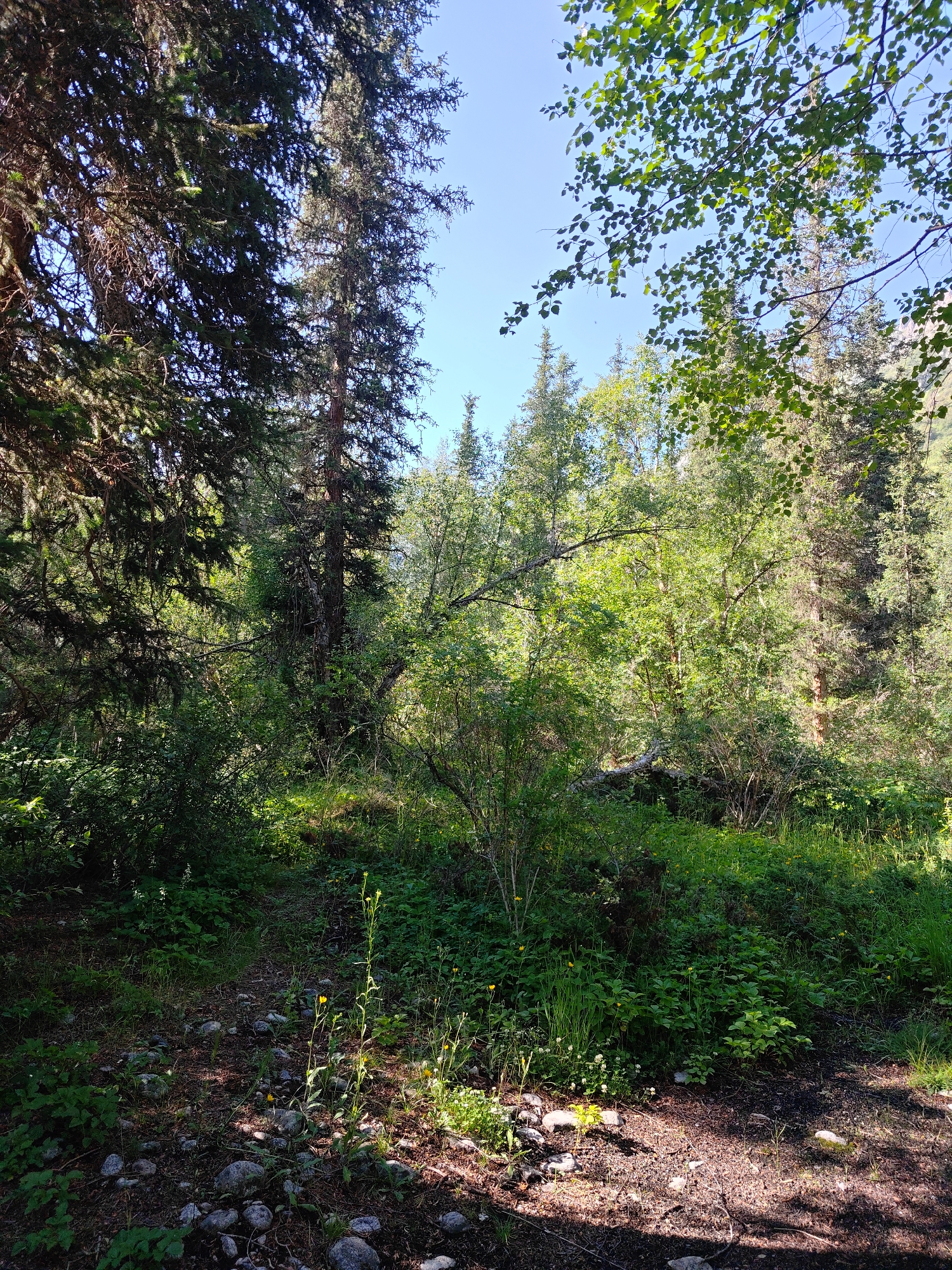 The image shows a sun-dappled forest floor covered in rocks and vegetation. Tall evergreen trees and deciduous trees with green leaves fill the background. In the foreground, a narrow dirt path winds through the undergrowth. Small yellow wildflowers are scattered amongst the grass and rocks. The scene is peaceful and natural, suggesting a remote or wilderness area. The specific location in the city of Unknown, Unknown cannot be determined from the visual information provided.
