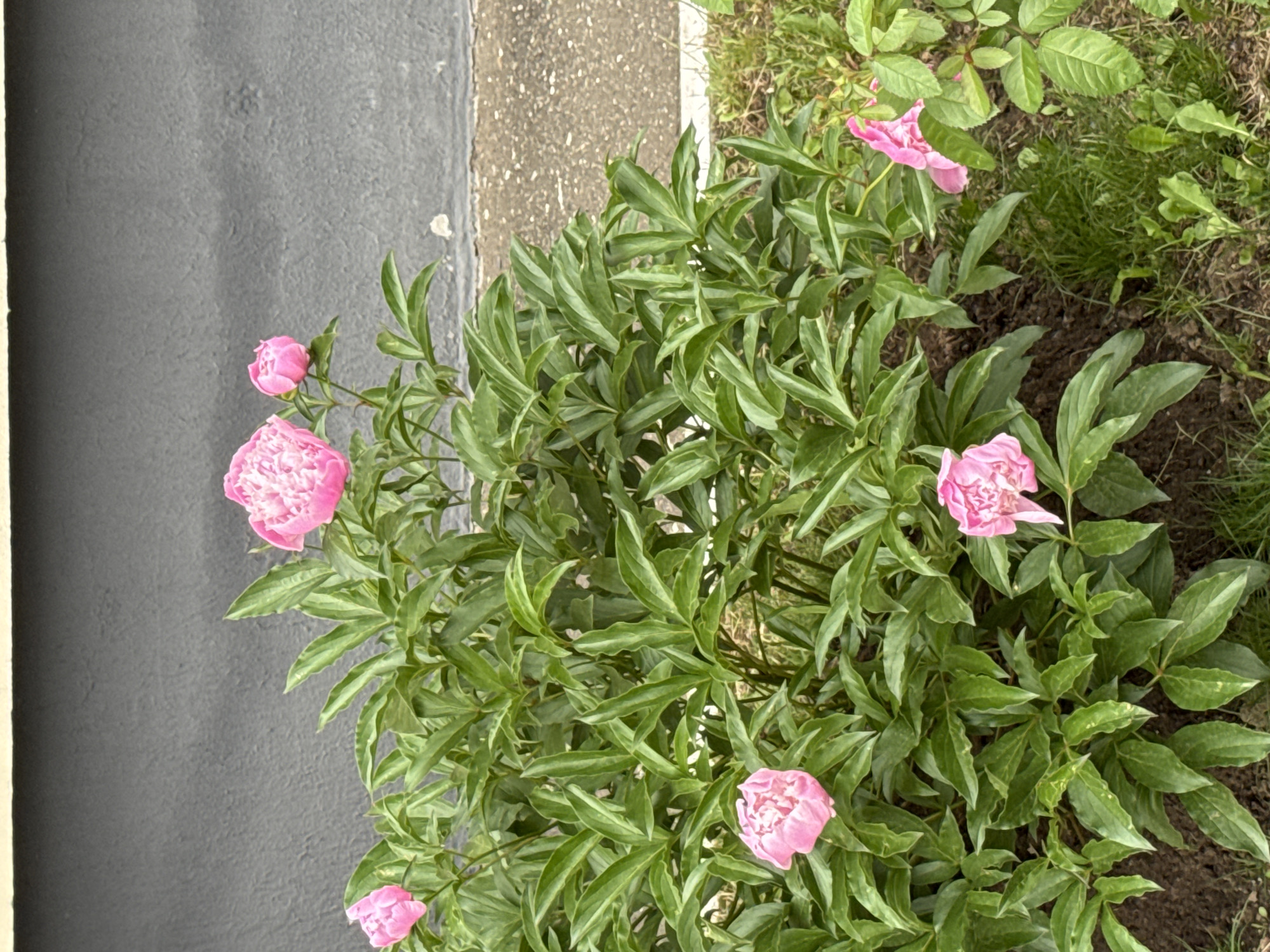 The image displays a vibrant peony bush featuring six pink blossoms and numerous large, dark green leaves, occupying the lower two-thirds of the frame. The blossoms vary in their stage of opening, from tight buds to partially unfurled petals, all exhibiting a bright to light pink hue.
In the background, a uniformly dark grey, textured wall rises, topped by a thin, lighter grey horizontal ledge or coping. The wall exhibits minor textural variations and faint vertical and horizontal undulations. The ground immediately surrounding the bush consists of dark, moist-looking soil on the left, transitioning to an uneven mix of light brown dirt and sparse green grass on the right. A light grey, granular paved surface with a distinct white border is visible along the base of the wall on the far right. No individuals, animals, or artificial structures other than the wall and pavement are present. The scene is illuminated by ambient, diffuse daylight, casting no prominent shadows. Based on external information, this scene is located in Izhevsk, Russia.