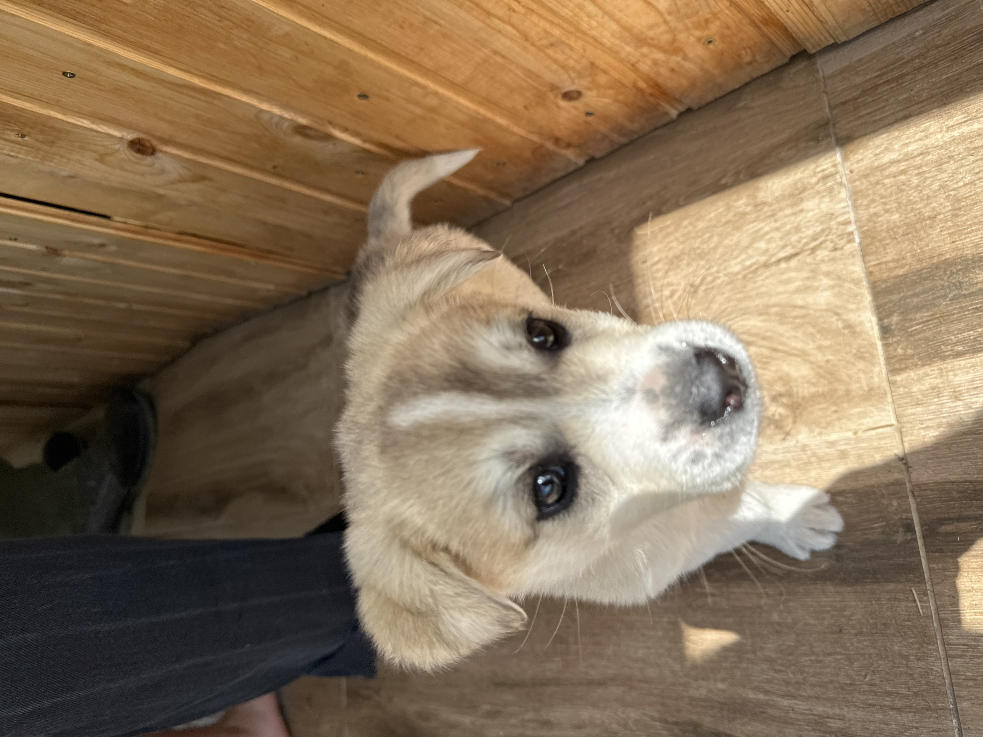 A close-up, tilted shot depicts a light-colored puppy with black eyes looking up at the camera. The puppy is positioned on a wooden floor next to a person's leg wearing dark pants and shoes. The floor is covered with wooden planks. Wooden planks also create a wall or structure in the background. The location is unspecified. The setting is indoors.
