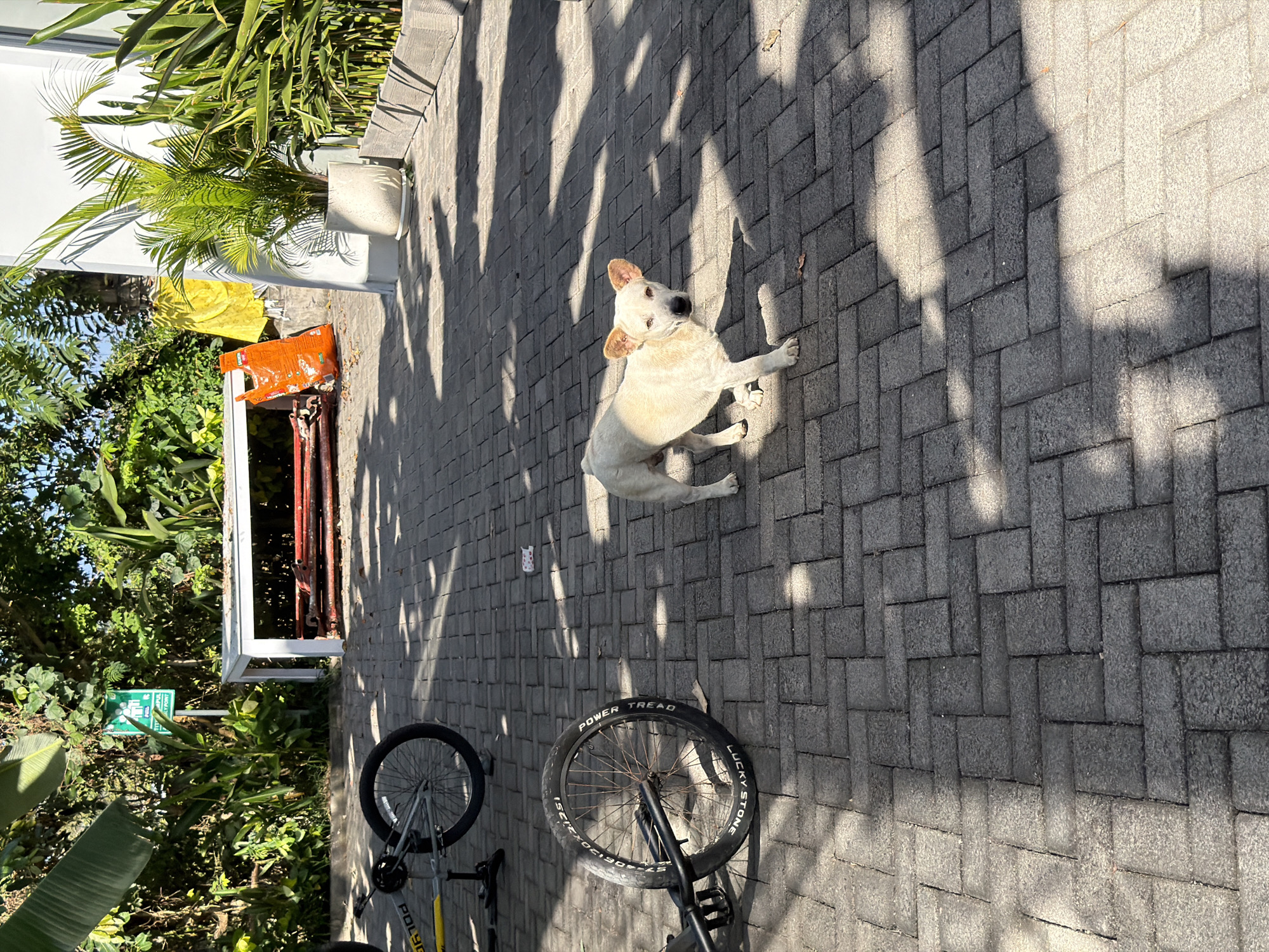 In Kuta Selatan, Indonesia, a light-colored dog with pointed ears stands on a paved driveway in front of lush green foliage and a building. The dog is facing the camera, its mouth slightly open. To the left, a bicycle is parked with its rear wheel visible. In the background, a white table is set up near some red pipes, and a bright orange plastic bag lies on the ground. Sunlight casts shadows across the paved surface.