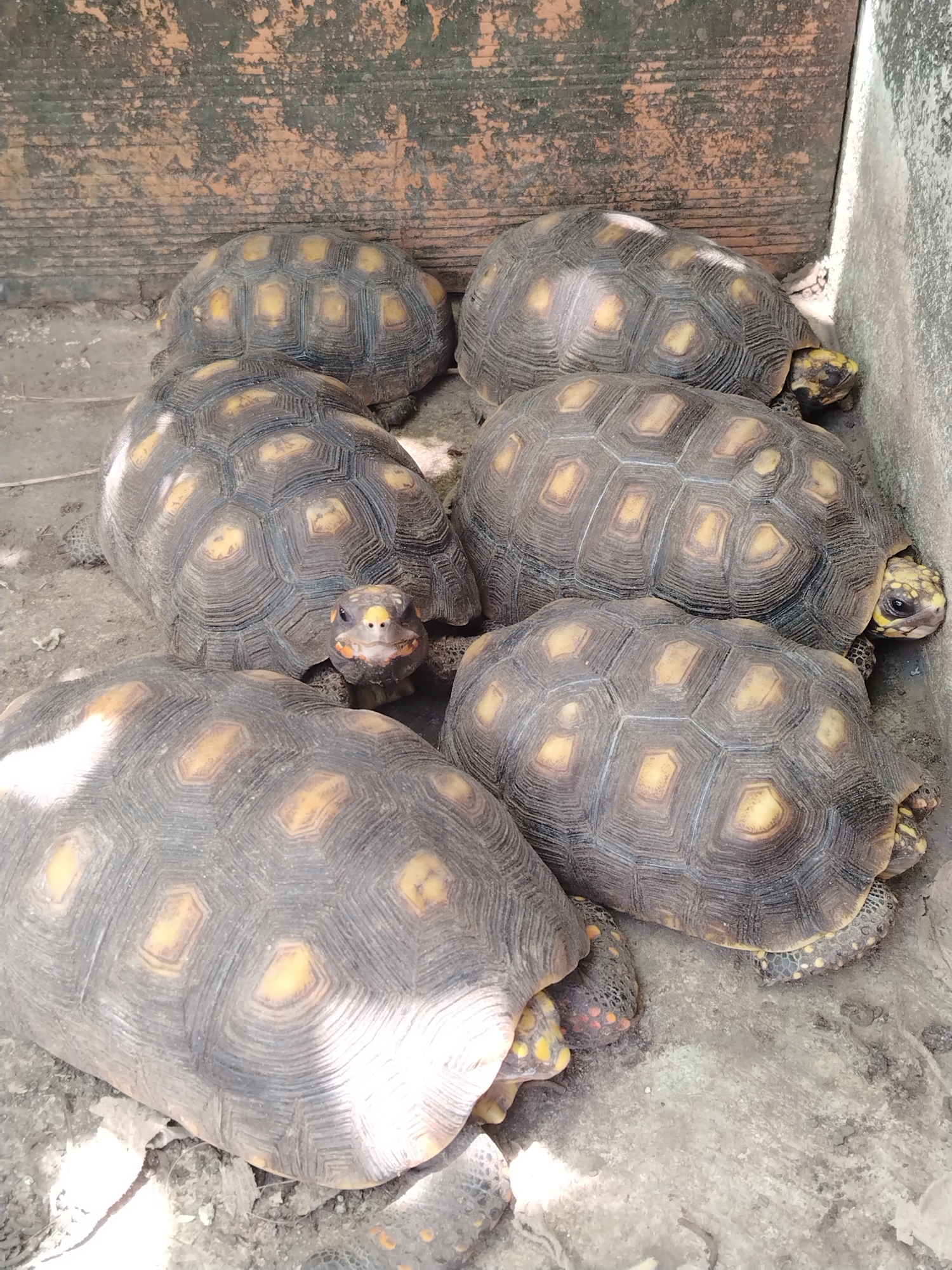 The image shows six yellow-footed tortoises gathered in what appears to be a partially shaded, enclosed area. The background includes a weathered brick wall. The location is Tinaquillo, Venezuela. The tortoises' shells are dark with yellowish markings. One tortoise is facing the camera with its head fully extended.