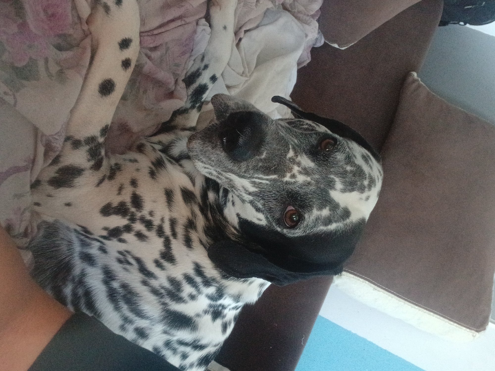 An adult dalmatian dog is lying down on a couch, partially covered by a patterned blanket. The dog is facing the camera, with its head tilted slightly to the side. Its coat is white with black spots all over its body and face. The dog's eyes are brown and it appears to be looking directly at the camera. The background shows parts of a brown couch and a light blue wall.