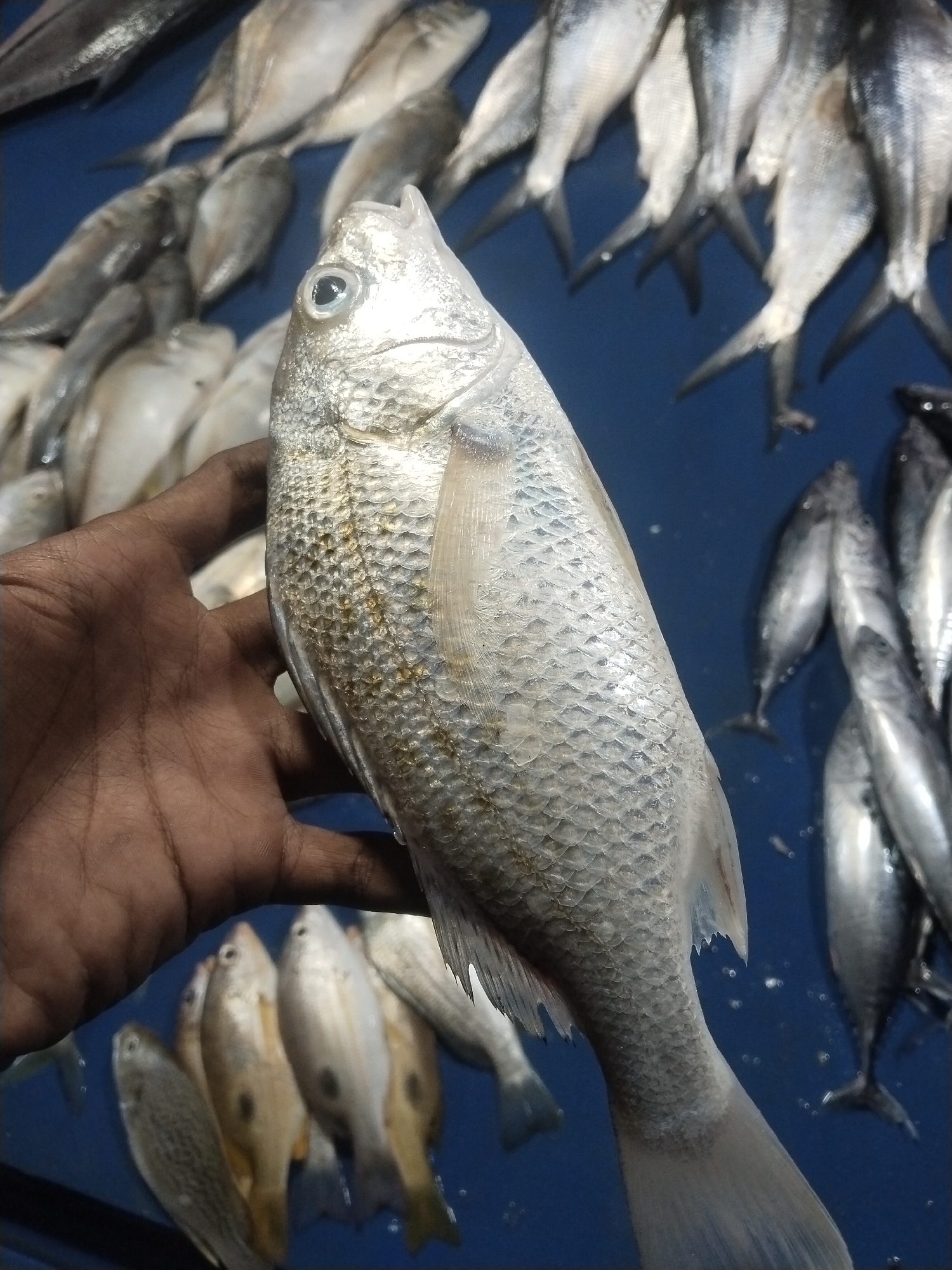 A close-up, eye-level shot captures a person's hand holding a fresh, silvery fish against a backdrop of numerous other fish on a blue surface. The scene appears to be set in a fish market or by a fishing boat in Lhokseumawe, Indonesia.
The primary subject is a medium-sized fish, held horizontally in the foreground by a dark-skinned hand. The fish has prominent, slightly golden-tinged scales, a large dark eye, and a somewhat pointed snout. Its body is elongated and streamlined, tapering towards the tail. The hand grasps the fish firmly from underneath, with fingers visible on the left side of the fish's body.
In the background, a blue surface, likely a plastic container, tarp, or stall floor, is covered with many other fish. To the upper right, several smaller, silvery fish are piled, their tails pointing upwards. To the lower left, more fish, some with yellowish or brownish hues, are also visible. The lighting is diffused, highlighting the reflective scales of the fish and creating some subtle reflections on the wet surfaces. There is no visible text in the image. The overall impression is that of a recent catch, likely being prepared for sale or inspection at a local market.
