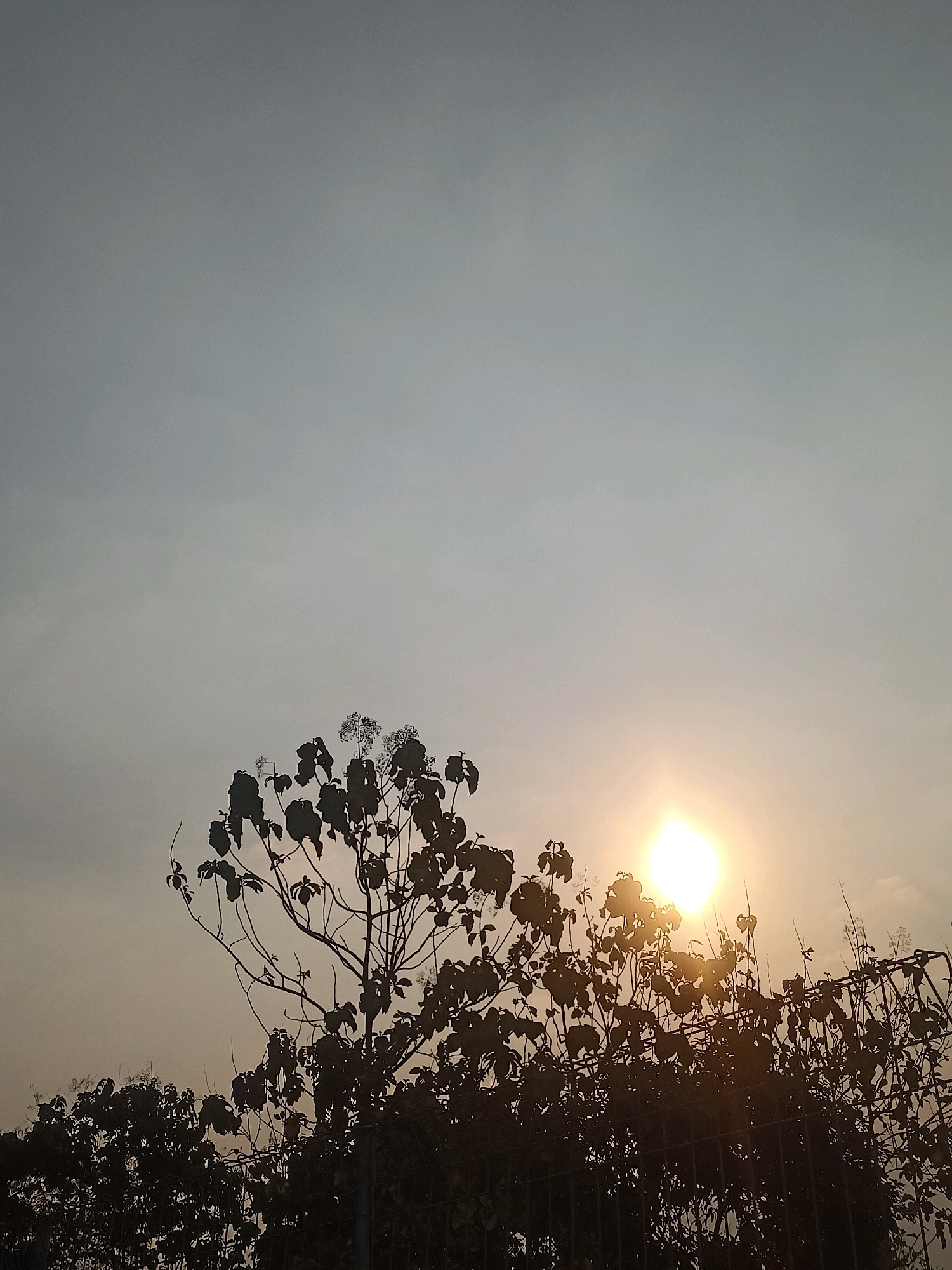 The image depicts a silhouetted view of trees and a fence against a hazy sky with the sun visible. The sun is a bright, circular orb radiating light, positioned in the lower right quadrant of the frame. The foliage of the trees, in dark silhouette, obscures parts of the sky and the fence. The fence, also silhouetted, runs horizontally across the lower portion of the image. The sky is a pale, overcast gray with a warm, yellowish-orange hue emanating from the sun. The overall impression is of a sunrise or sunset in an outdoor setting. The location is identified as Sambiduwur, Indonesia. No people or specific actions are discernible.