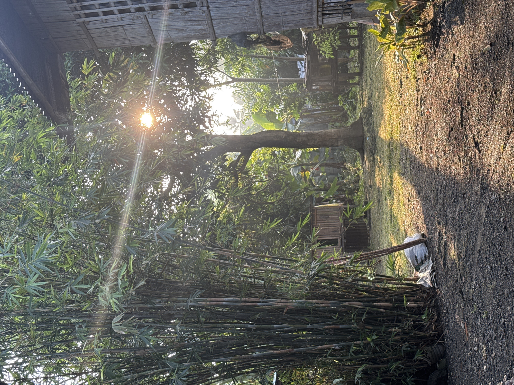 This image depicts a rural or semi-rural outdoor scene in Carmen, Philippines, characterized by dense tropical vegetation and rustic structures under direct sunlight.
In the foreground, a dark gravel and dirt path occupies the lower half of the frame, transitioning to sunlit green grass and further dirt in the midground. To the left, a large, dense clump of bamboo trees with dark green culms and vibrant green leaves dominates the left side of the image, extending from the bottom to the top. At the base of the bamboo, a crumpled white plastic bag rests on the ground, with a slender brown pole or stick leaning against the bamboo culms nearby.
The midground features various trees, including a prominent tree with a thick, dark trunk positioned slightly to the left of the center. The sun, a bright, concentrated orb, is visible in the upper-middle right, partially obscured by tree foliage, casting strong lens flares and illuminating parts of the scene.
On the far right, a section of a traditional-style house is visible, constructed from wood or bamboo, with vertical slats forming its wall. It features a dark, corrugated metal roof section. Hanging from the side of this house are two dark, ambiguous objects, one above the other, and a crumpled, reddish-brown material below them. Further into the midground on the right, a smaller, elevated wooden structure, possibly a shed or coop, stands. In the lower right corner, small, green leafy plants grow in the sunlight. The background is densely forested with various trees and undergrowth, suggesting a verdant, natural environment. No people are visible in the image.