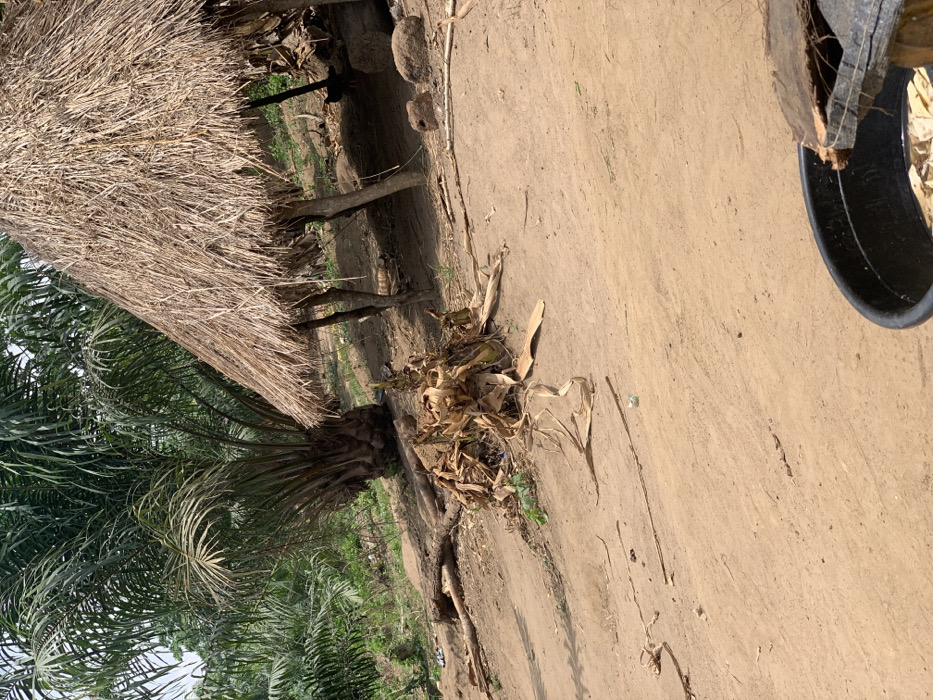 The image shows a palm tree with dry, brown leaves scattered on the ground. The palm tree is growing next to a thatched hut. The ground is dirt. In the upper right corner is a large, black plastic bucket. There are no people in the image. The scene is located in Egbeda, Nigeria, at latitude: 7.12, longitude: 5.362.