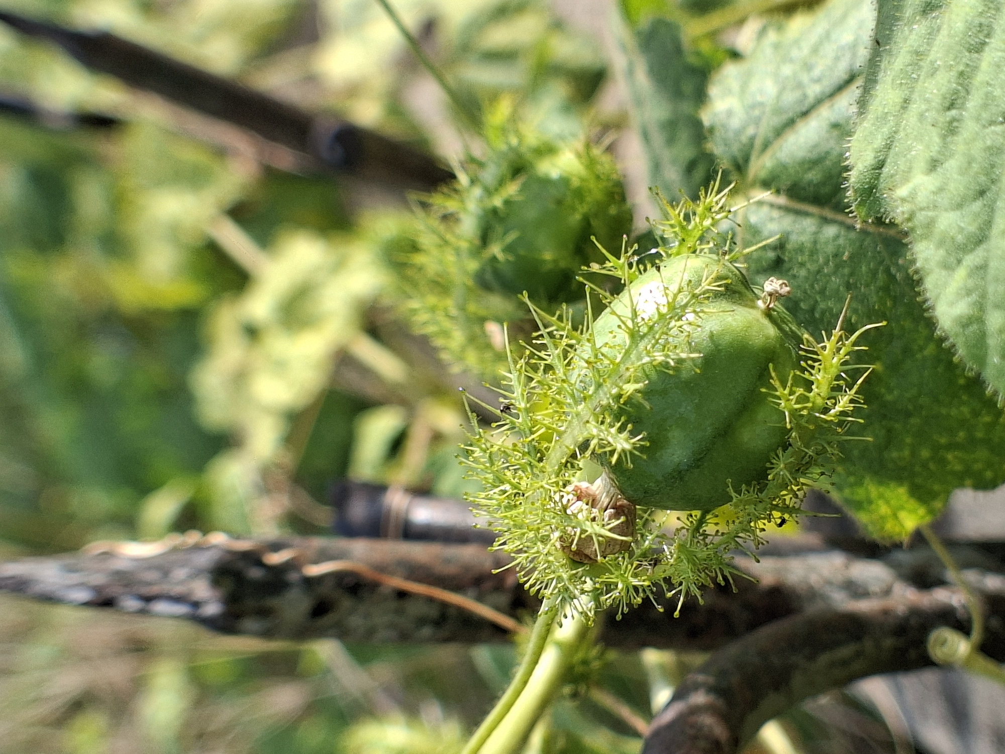 The image shows a close-up of a plant, possibly located in Lhokseumawe, Indonesia, featuring round, green fruit-like structures covered in spiky, yellowish-green tendrils. A large, green leaf is partially visible behind the foremost fruit. A small, brown, dry object clings to the tendrils on the surface of the fruit. A blurred background of green foliage and brown branches suggests an outdoor setting. No people are visible. The main subjects are the plant and its fruit.