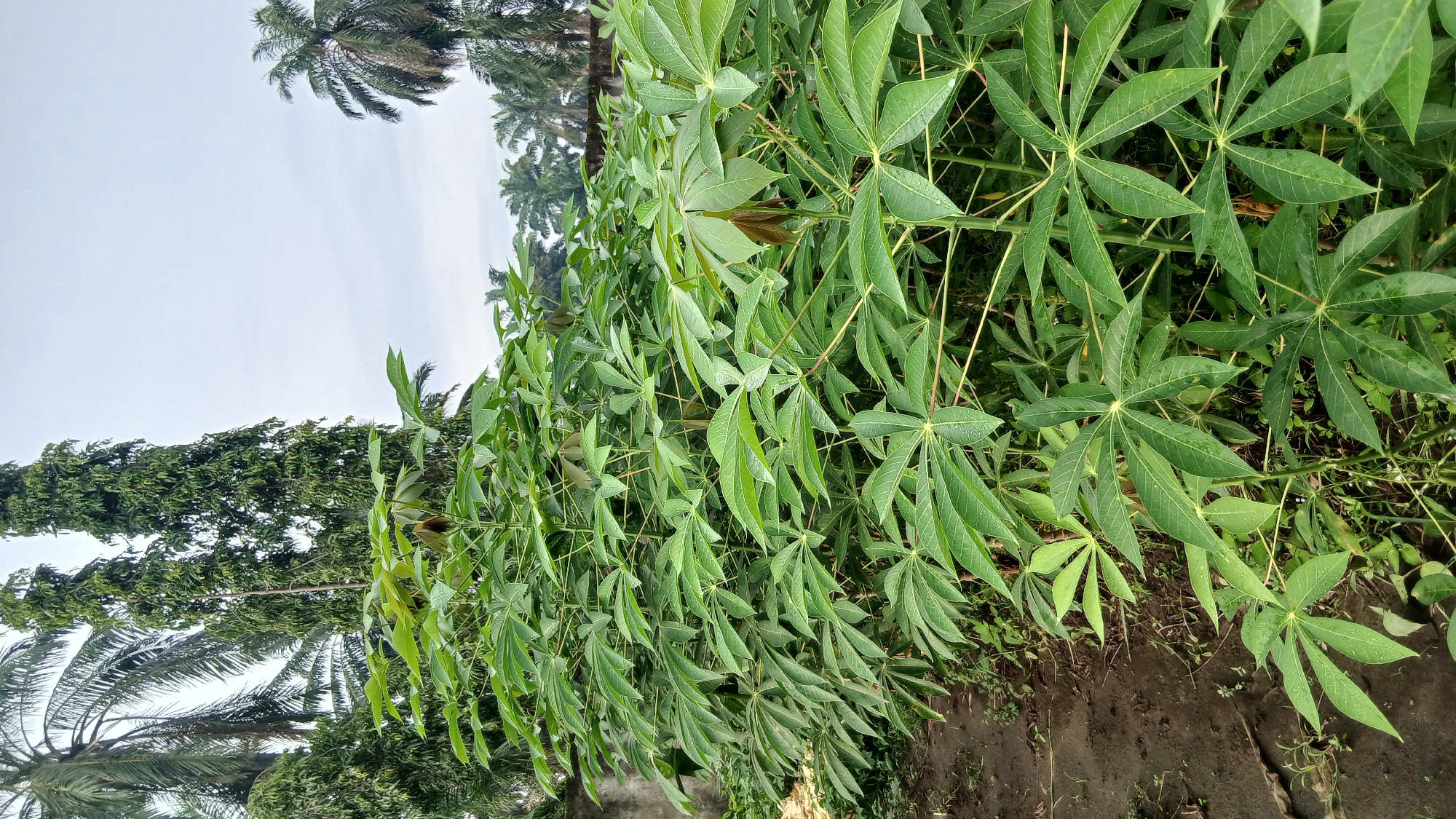 An outdoor, medium shot captures a dense thicket of vibrant green cassava plants filling the foreground and midground. The plants, characterized by their distinctive palmate leaves, are lush and healthy, with some leaves showing water droplets. To the left, a patch of dark, damp soil and some dry leaves suggest a garden path. In the background, tall palm trees and other lush vegetation are visible, hinting at a tropical environment. A low concrete wall separates the garden from the vegetation behind it. The sky above is overcast and pale blue, indicating a cloudy day. The location is identified as Klambir Lima Kebun, Indonesia.