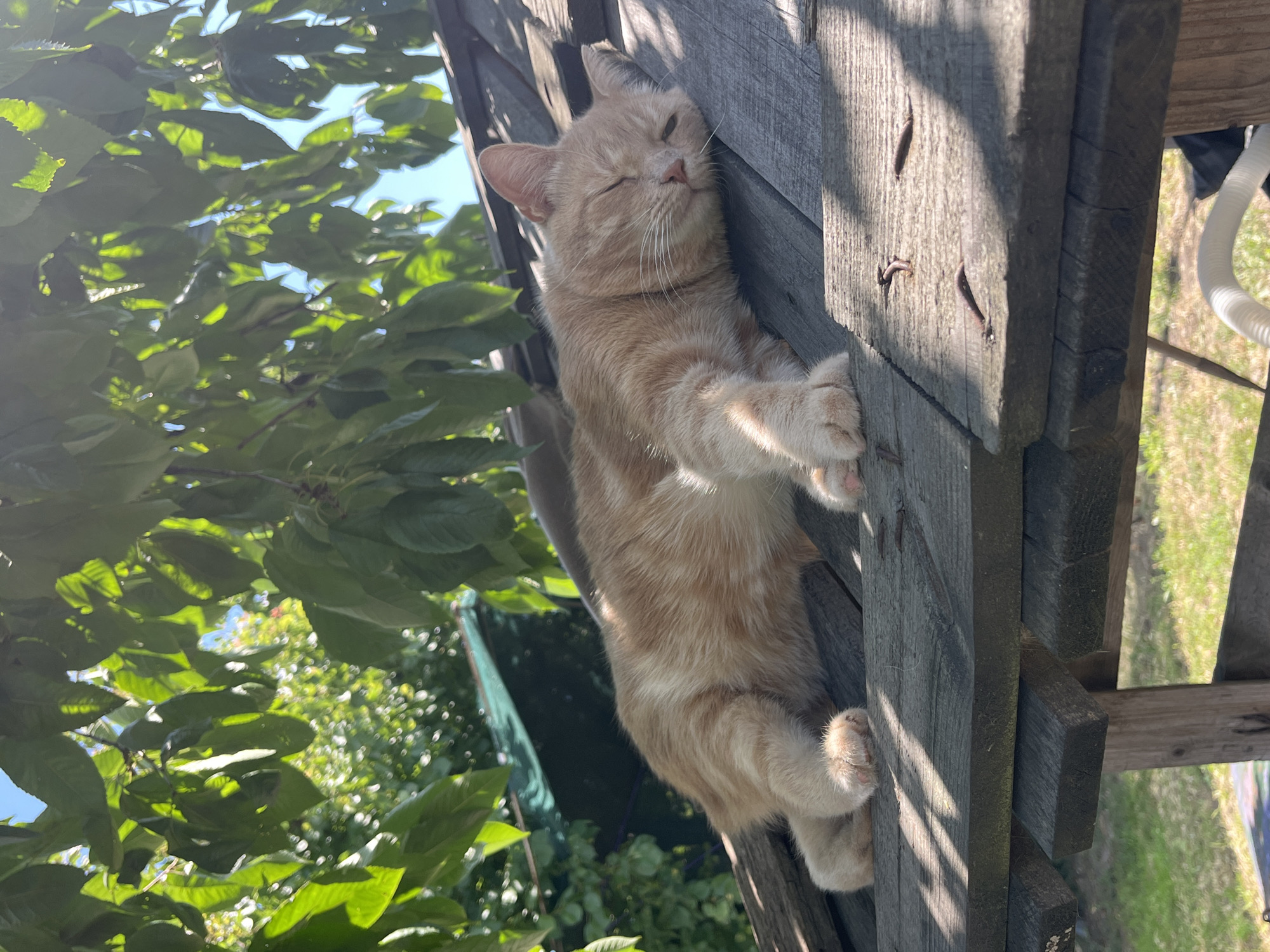 A ginger and white cat sleeps peacefully on a wooden roof. The cat is positioned on its side, with its eyes closed and its body stretched out. The roof appears to be part of an outdoor structure, possibly a shed or a playhouse. Sunlight filters through the leaves of a nearby tree, casting dappled shadows on the roof and the cat. The background shows lush green foliage and a blue sky, suggesting a warm, sunny day in a natural setting. The overall impression is one of tranquility and relaxation.