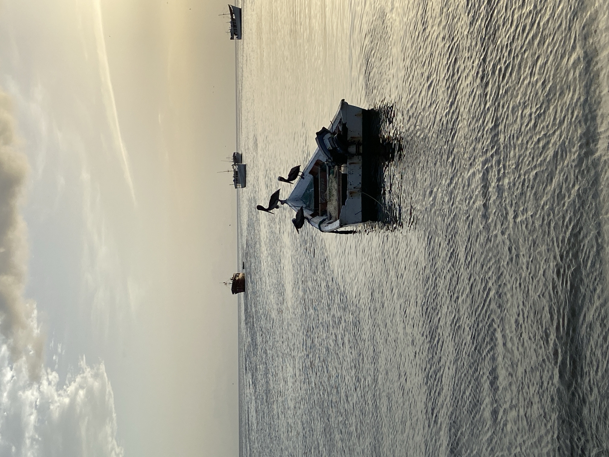 The image depicts a serene twilight scene at sea, likely near Juan Griego, Venezuela, given the characteristic calm waters and scattered fishing vessels. The foreground is dominated by a small, weathered white rowboat anchored in the gently rippling water. Perched on the boat are four pelicans, silhouetted against the soft, golden light of the setting sun. The pelicans are positioned in various stances, with some appearing to preen or stand alert. The boat itself shows signs of use, with an outboard motor mounted at the stern and fishing nets visible within its hull.
In the mid-ground and background, several other boats and ships are visible on the horizon, also appearing as dark silhouettes. One larger, older vessel with a distinctive structure sits further out to sea, while a cluster of smaller fishing boats are further to the left. The sky above is a pale gradient of blues and grays, with wispy clouds catching the last rays of sunlight. The overall atmosphere is one of quietude and natural beauty, capturing a typical evening in a coastal community where fishing is a way of life.