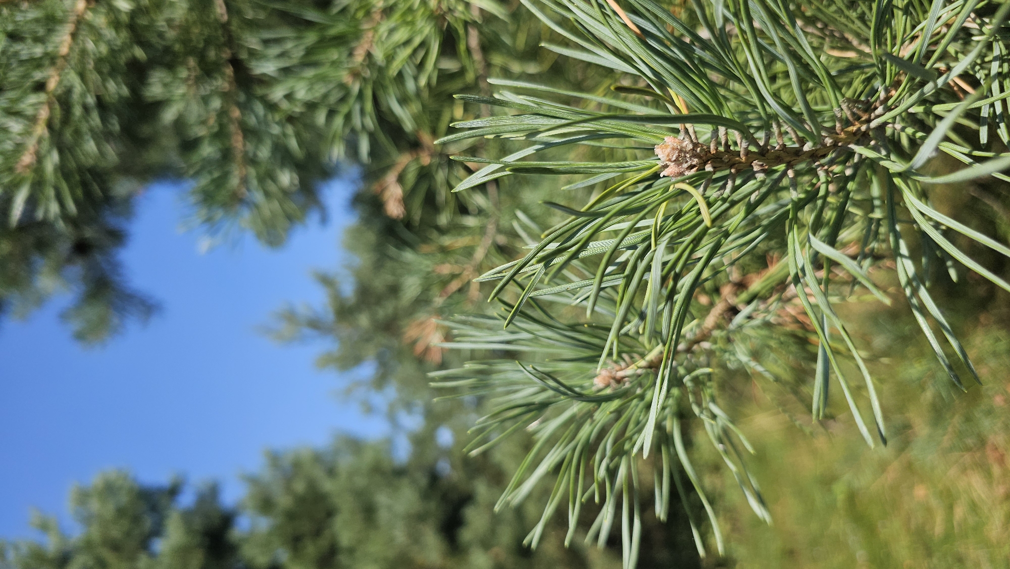 A close-up, vertical, eye-level outdoor shot showcases a pine tree branch with needles in sharp focus against a blurred backdrop of other trees and a clear blue sky. The pine needles are a vibrant green, with some brown bud-like structures visible on the branch. The foreground is dominated by the detailed texture of the pine needles, while the background suggests a natural environment, possibly a forest or park area within the Дукорскі сельскі Савет, Belarus, indicated by the presence of coniferous trees. The lighting suggests it is daytime, likely a sunny day, given the bright blue sky and clear visibility. There are no people or animals in the frame.