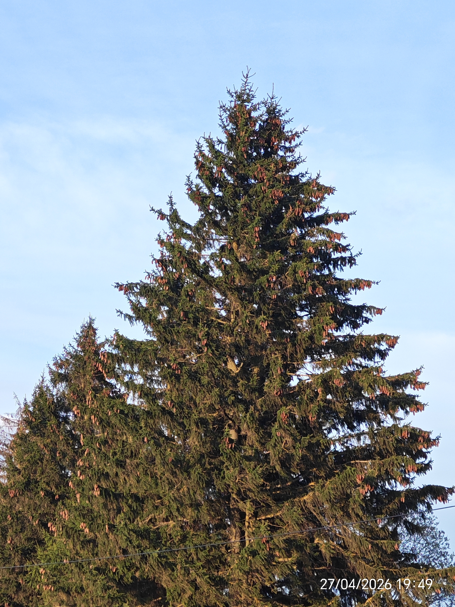 The image displays a tall, densely branched coniferous tree, likely a spruce, heavily laden with numerous brown, elongated pinecones. The tree fills most of the frame, set against a bright, clear blue sky with a few faint, wispy clouds.
The scene depicts a natural setting, with no human subjects or discernible activity. The lighting suggests late afternoon or early evening, with sunlight illuminating the tree's foliage and highlighting the abundance of cones.
A digital timestamp "27/04/2026 19:49" is visible in the bottom right corner of the original image, indicating the precise date and time as late evening. Faint utility wires can be observed running horizontally across the lower portion of the tree. No specific geographical landmarks are present to determine the location, beyond the presence of a mature coniferous forest or planted trees.