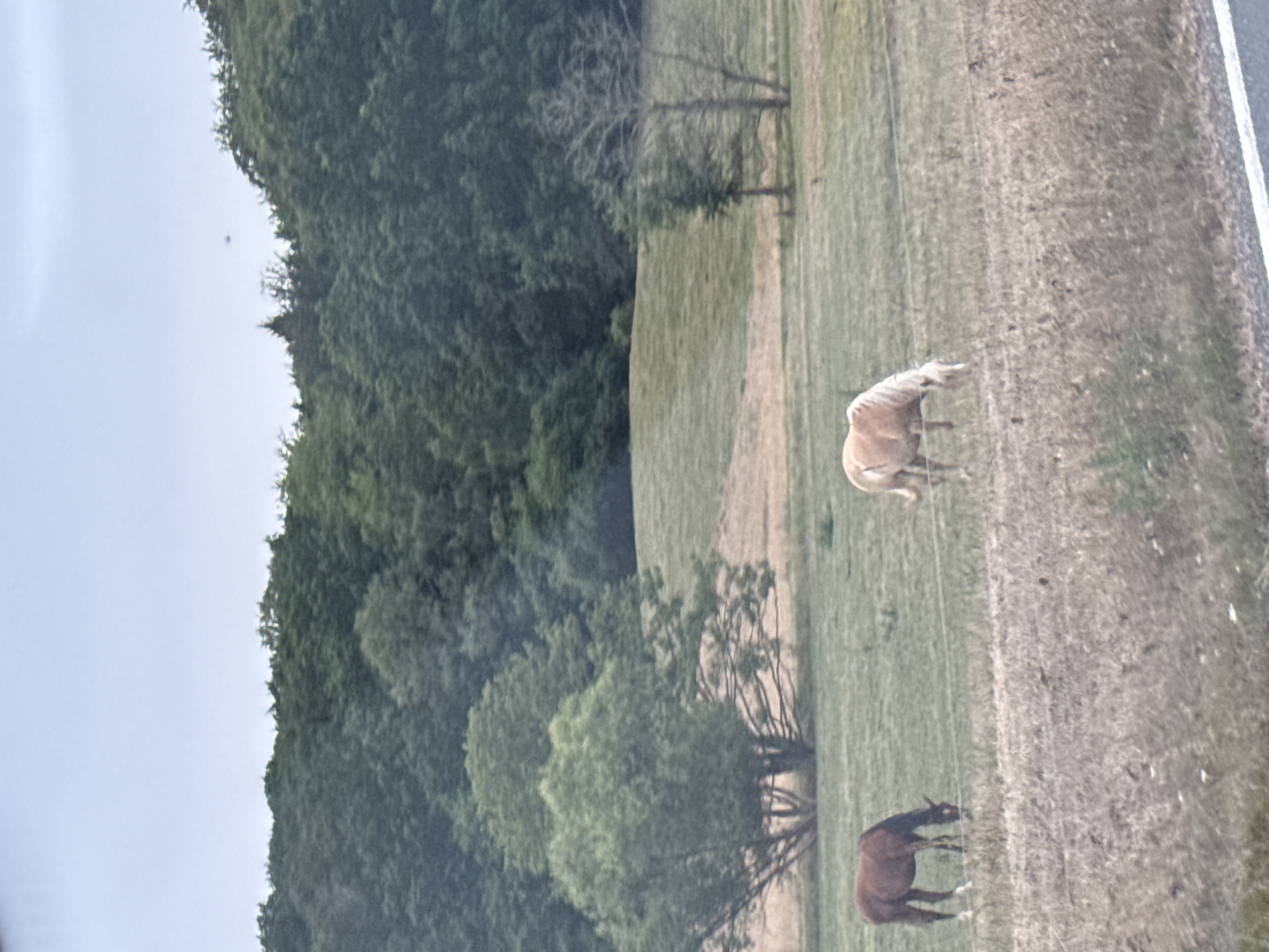 In a grassy field near Hohenstein, Germany, two horses graze. One horse, a dark brown color, stands with its head lowered to the ground, eating grass. The other horse, a lighter tan color, is partially visible from the side, also grazing. The field is surrounded by a dense line of green trees, with a slightly lighter green hill in the background. The sky is overcast and a pale blue. A thin wire runs horizontally across the foreground of the image, potentially a fence.