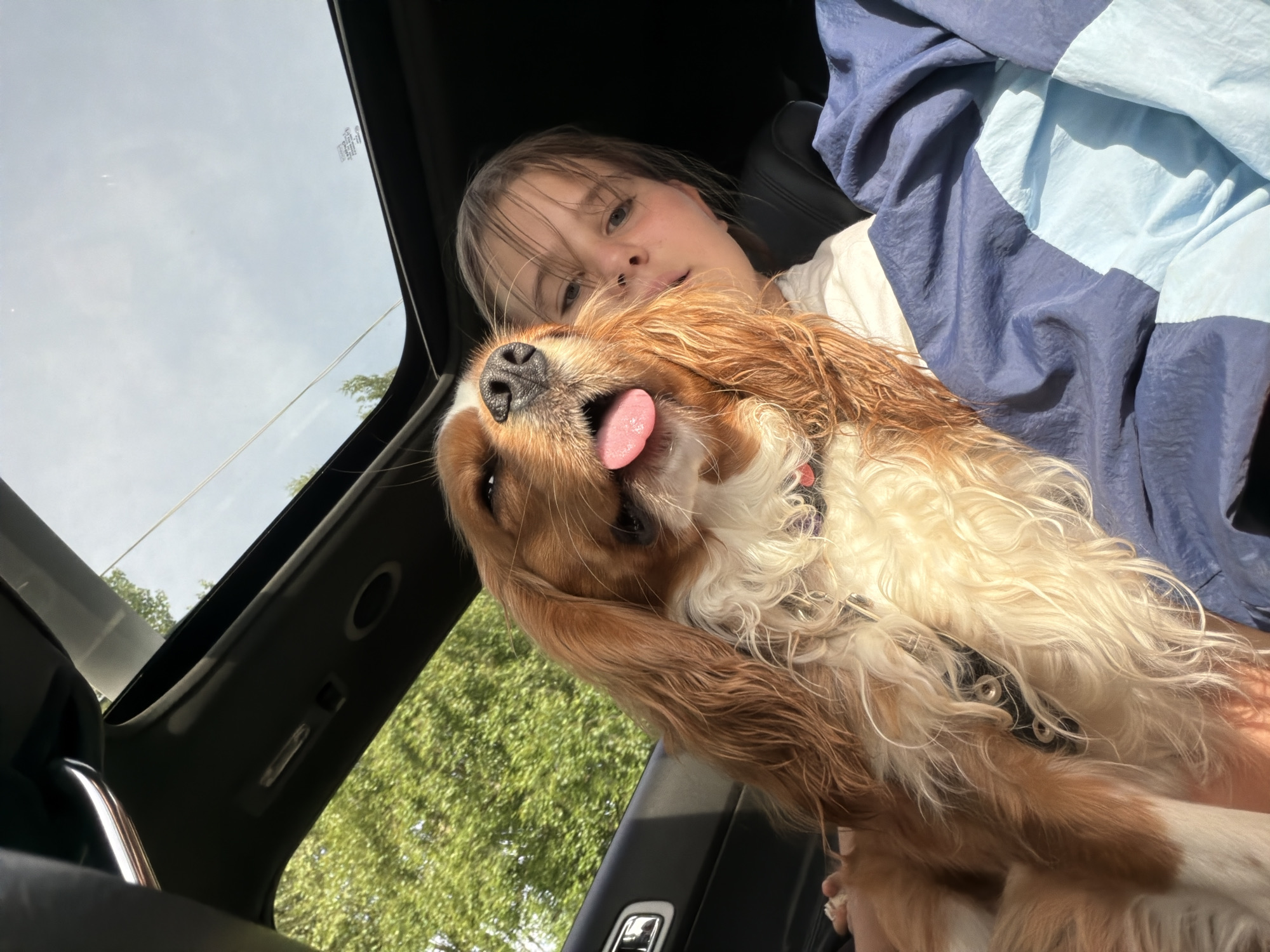 A young girl with brown hair is in the passenger seat of a car, with her Cavalier King Charles Spaniel in her lap. The dog is light brown and white with long, wavy fur. Its tongue is hanging out and it is looking at the camera. The girl is looking at the camera with her mouth slightly open. The car's sunroof is open, allowing sunlight to stream in. Trees are visible outside the car window. The girl is wearing a white shirt. The dog is wearing a black collar with metal studs and a red tag. The car interior is dark, with part of a blue blanket visible in the foreground. The scene takes place during the daytime.