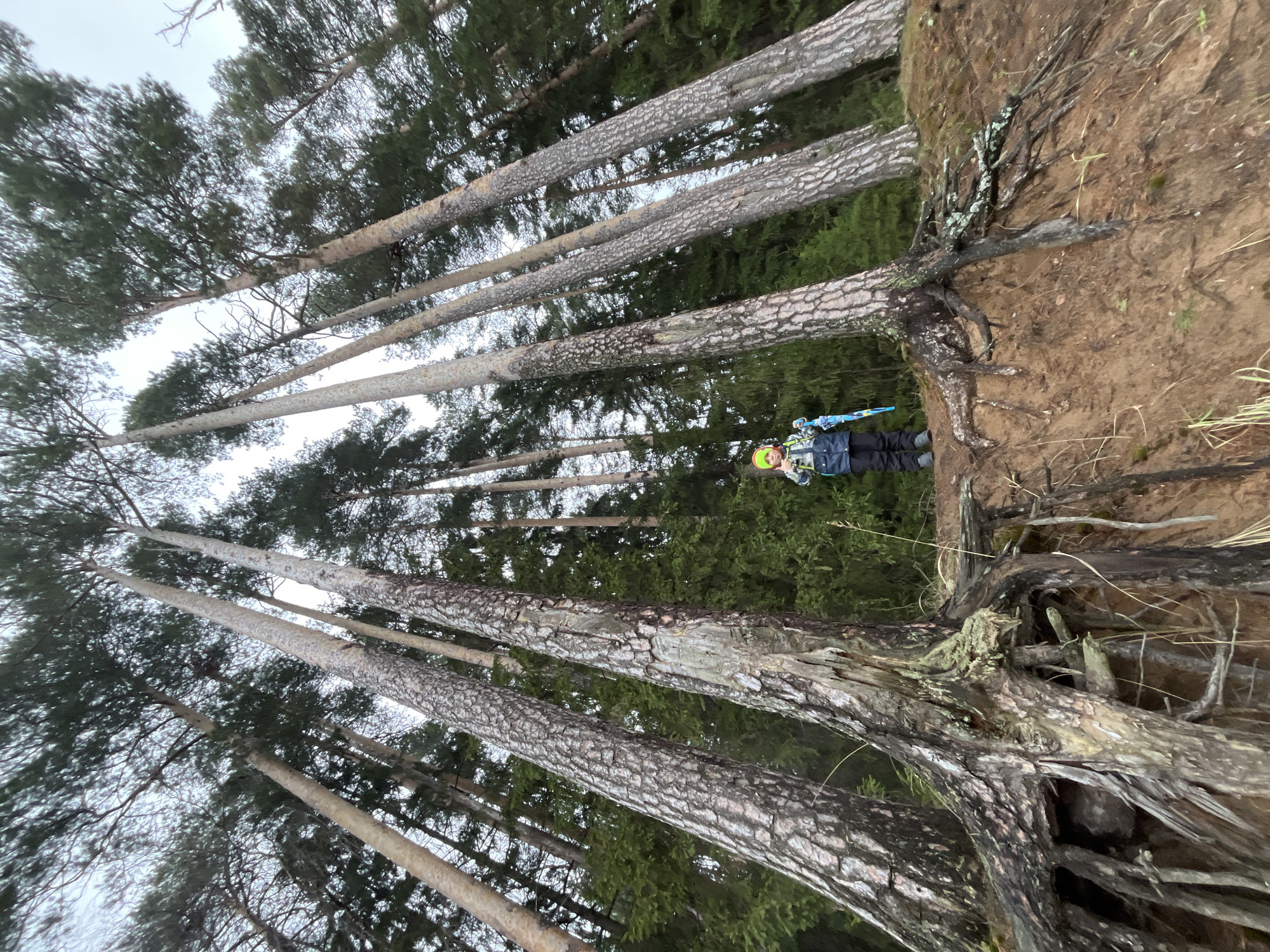 This media file depicts a forest scene in Chaikovsky, Russia, featuring a young individual equipped for winter sports.
The central subject is a person, likely a child or young adult, standing on an earthy bank or slope on the right side of the frame (when oriented correctly). They are dressed in a blue and grey winter jacket, dark pants, and a bright yellow or lime green helmet. They hold a pair of blue and white skis and ski poles, indicating an engagement with or preparation for skiing, possibly cross-country skiing.
The setting is a dense forest, dominated by numerous tall, slender evergreen trees, likely pines or spruces. Their textured bark is visible along the trunks, which extend upwards towards an overcast sky. Many trees, especially those bordering the bank, exhibit exposed root systems, suggesting soil erosion or a steep natural embankment. The ground is composed of sandy or earthy soil, with sparse patches of dried grass and fallen branches.
The time of day appears to be daylight, under a uniformly overcast sky, indicating a cloudy weather condition. No direct sunlight is visible, and surprisingly, there is no snow on the visible ground, despite the presence of ski equipment. The overall mood is calm and natural, fitting for a forest environment. There is no visible text in the image.