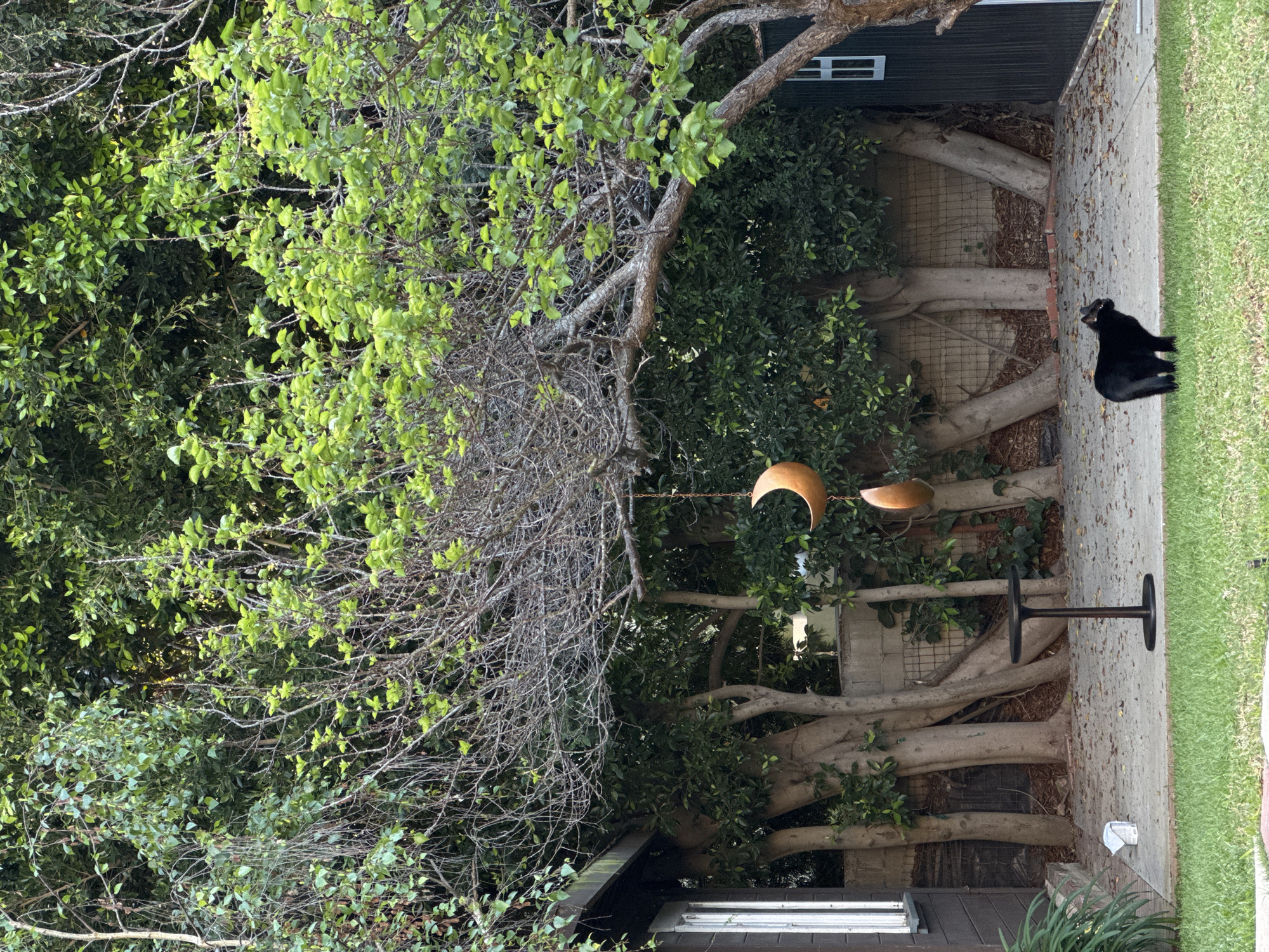 The image displays an outdoor residential backyard scene located in Los Angeles, United States of America. In the foreground, a strip of green grass is visible. The midground features a concrete patio area, sparsely covered with dry leaves, where a dark-colored, round-topped pedestal table stands centrally. A small, white rectangular object rests on the concrete near the base of a dark-paneled building with a white-framed window on the left side of the frame. A solid black cat stands on the grass in the mid-right, oriented towards the right with its head turned to the left. The background is composed of dense green foliage from various trees and shrubs. Several thick tree trunks are prominent behind the concrete area, backed by a concrete wall and wire fencing. A large tree with both leafy green branches and extensive bare branches arches across the upper portion of the scene. Two coppery, crescent moon-shaped decorative objects are suspended by a chain from one of the tree's branches. A portion of another dark-paneled building with a white-framed window is visible on the far right.