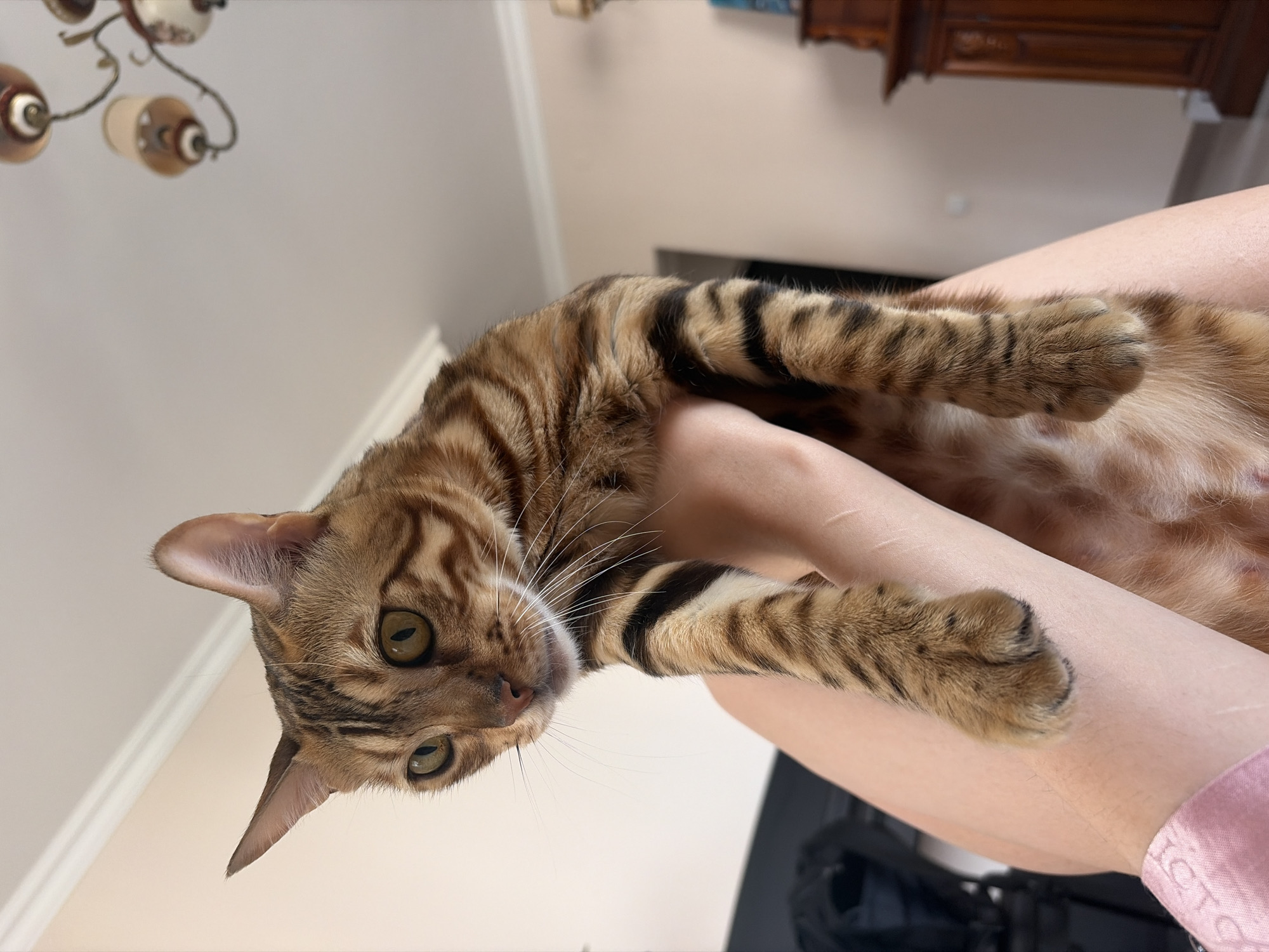 A person is holding a Bengal cat in their arms, indoors. The cat is brown with black stripes and has yellow eyes. The person is wearing a pink shirt. In the background, there is a chandelier on the ceiling and a wooden cabinet. The scene is likely in a residential setting.