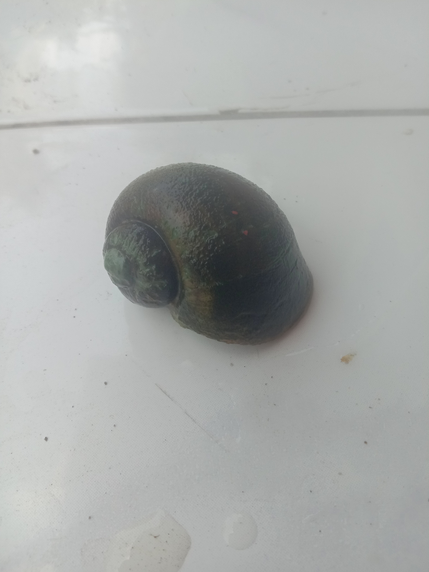 An intact dark olive green snail shell, with a textured surface, rests on a white, mottled surface that appears to be a table or countertop. The shell is coiled, with a visible spire at the top left. Tiny reddish-orange specks are scattered on the shell's exterior. The background consists of a white, slightly textured surface with faint horizontal lines and scattered dark specks, some of which are water droplets. The lighting suggests an indoor setting, potentially Bojong, Indonesia, given the context, but no specific city landmarks or environmental features confirm this location. There are no people, animals, or actions depicted in the image.