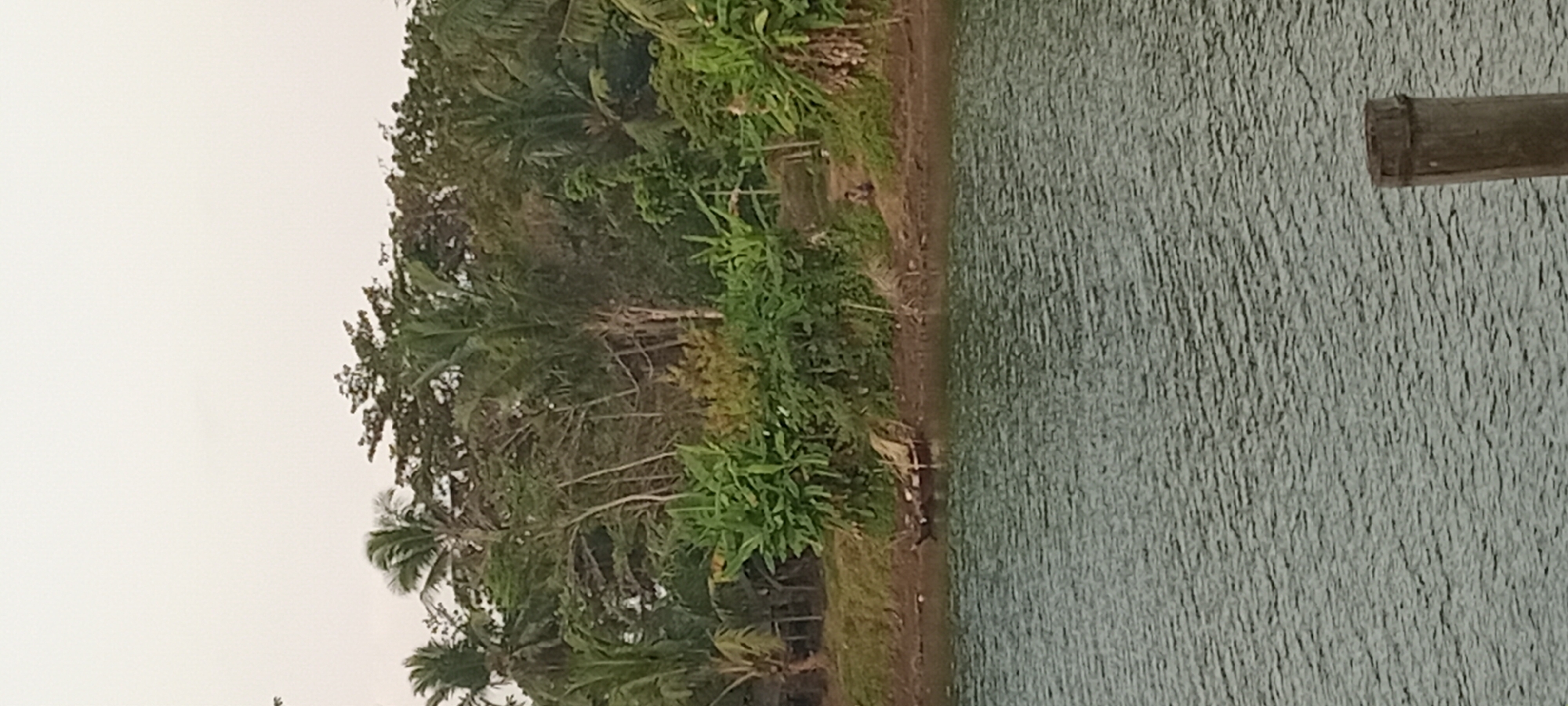 The image shows a body of water with ripples, likely a river or lake, in front of a lush, green shoreline. The shoreline is densely populated with various trees, including palm trees and what appear to be banana trees. In the background, a thick canopy of trees creates a verdant wall. Along the edge of the water, a small, dark boat is beached on the muddy bank. A few figures can be seen on the shore; one individual is seated on a small incline of land amidst the vegetation, and another is possibly near the boat. The sky above is overcast with a light, hazy white, suggesting it could be dawn, dusk, or a cloudy day. The scene depicts a natural environment with signs of human presence, consistent with a rural or semi-rural setting in Kalipucang, Indonesia. The foreground features the textured surface of the water, and a weathered wooden pole stands partially in the frame at the bottom right.