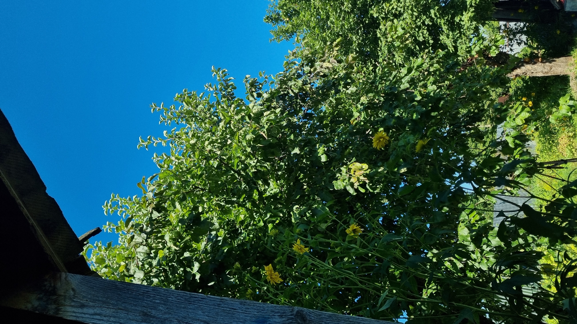 This image captures a view of lush greenery and a bright blue sky, likely taken from a shaded outdoor area. In the foreground, a dark, weathered wooden structure, possibly part of a porch or shed, juts into the frame from the left, casting a shadow over some of the foliage. The primary subject is a dense canopy of vibrant green leaves, punctuated by several yellow flowers that appear to be sunflowers. These flowers are scattered throughout the middle ground, some fully bloomed and others in various stages of development, rising on tall, slender stems.
Behind the immediate foliage, a corrugated metal fence runs horizontally across the lower portion of the image, suggesting a boundary or enclosure. Beyond the fence, more trees and vegetation are visible, creating a sense of depth. The sky above is a clear, uninterrupted expanse of deep blue, indicating a sunny day. The overall impression is one of a natural, somewhat rustic outdoor setting, possibly a garden or yard, given the presence of flowers and the surrounding vegetation. The scene appears peaceful and unpopulated. The location is specified as the city of Vysokoe, Russia.