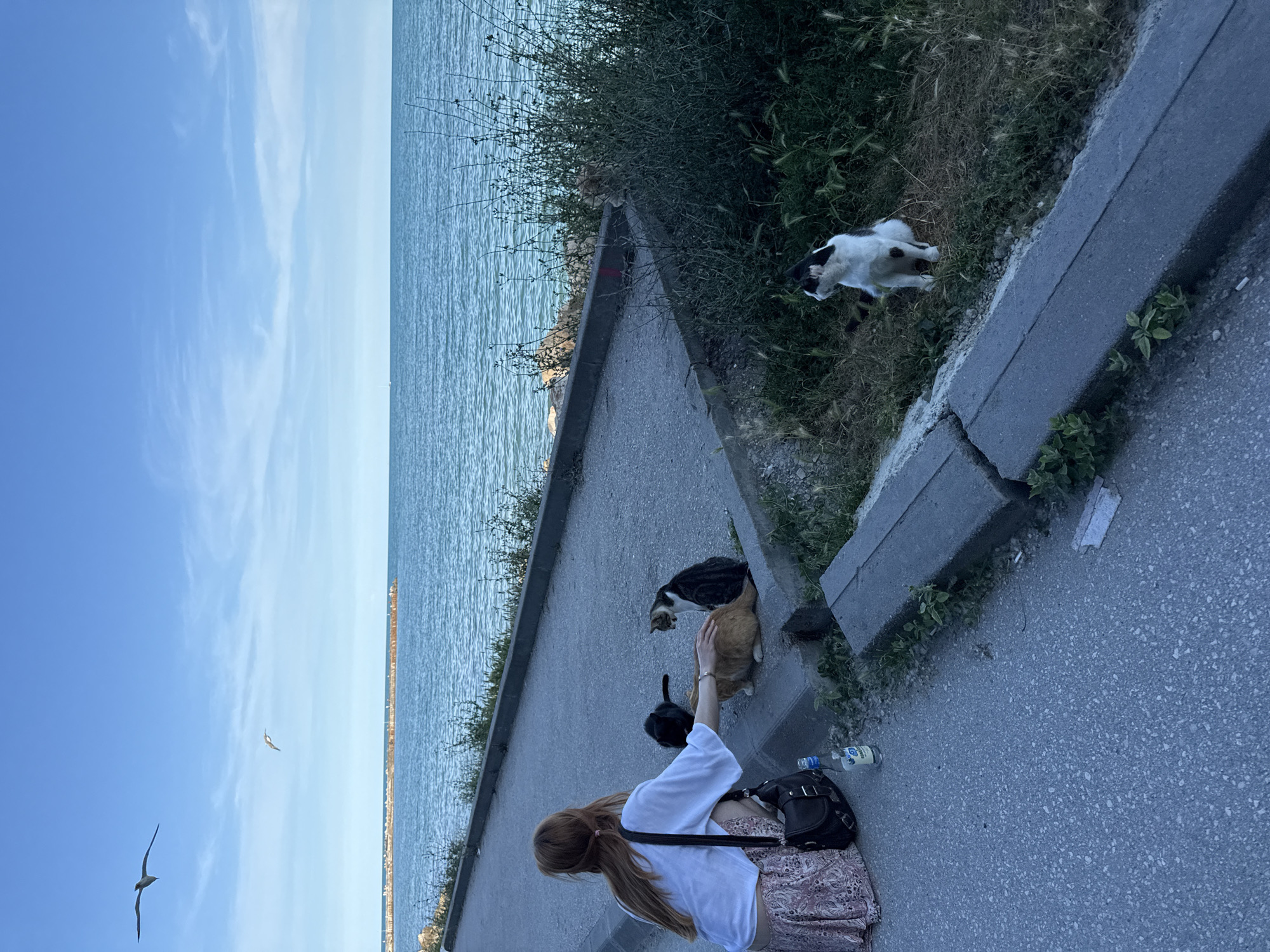 A young woman with long red hair, wearing a white shirt and a patterned skirt, kneels on an asphalt pathway next to a concrete curb. She is reaching out and petting a ginger cat. To her left, a black cat is also present, and to her right, a black and white cat is sitting on the grass. Further to the right, a black and white dog with floppy ears is sitting on the grass, looking up at the woman. The pathway appears to be near the sea, with a body of blue water visible in the background under a clear sky with scattered clouds. Two seagulls are flying in the sky. A bottle of water is on the ground next to the woman. The scene is likely located along the Sea Garden promenade in Varna, Bulgaria, given the proximity to the Black Sea and the presence of recreational pathways.