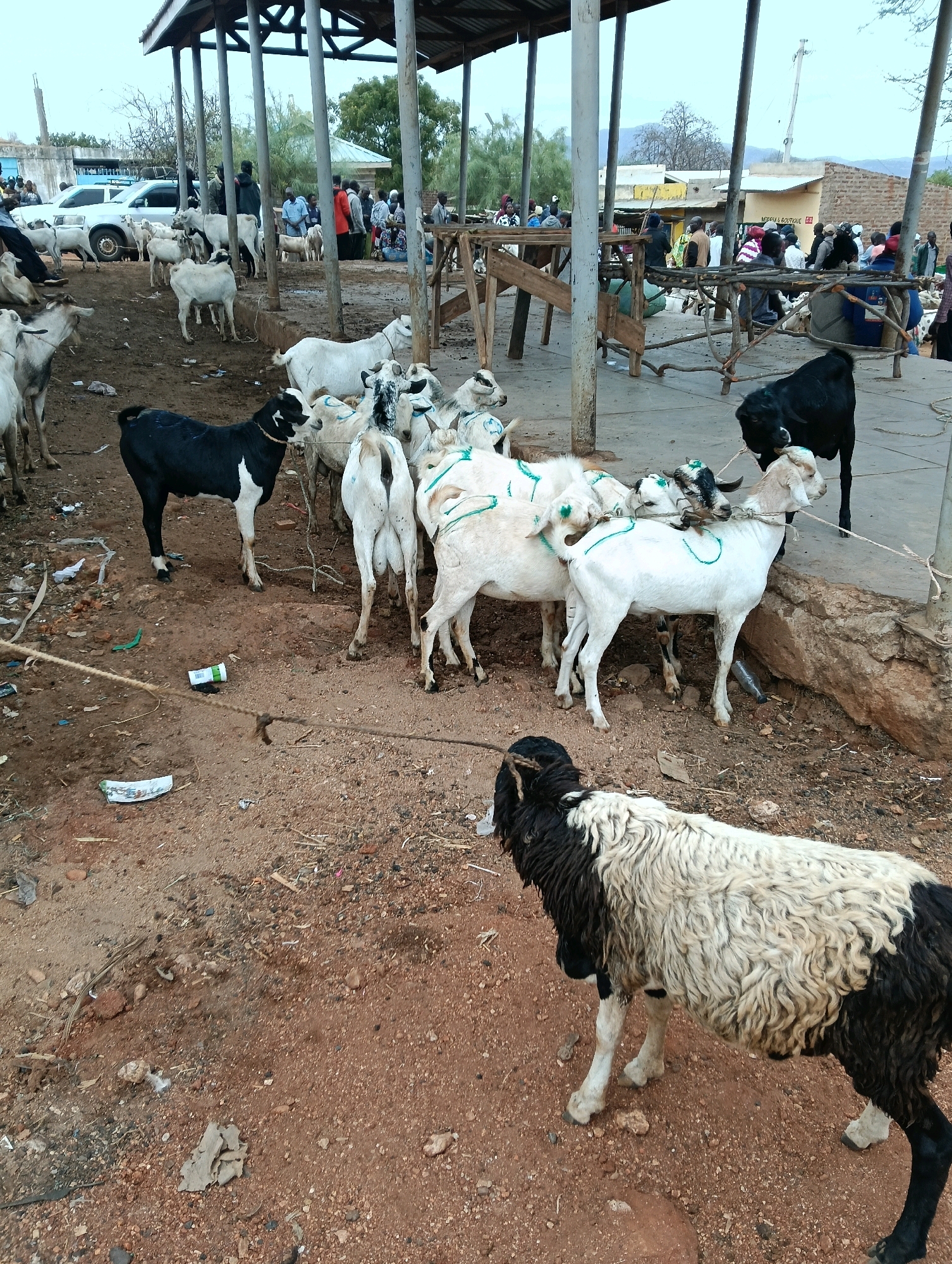 The image captures a bustling livestock market in Zombe/Mwitika Ward, Kenya. A collection of goats and sheep, predominantly white with some black markings, are the main subjects. They are gathered in a dusty, open-air area with a covered shelter supported by wooden posts. Several people, dressed in casual attire, are present, appearing to engage in transactions or observe the animals. Some goats are tethered with ropes. In the background, a white vehicle and various structures, including brick buildings and a sign for "NGEFA BOUTIQUE," suggest a semi-urban setting. The ground is a mix of dirt and debris.
