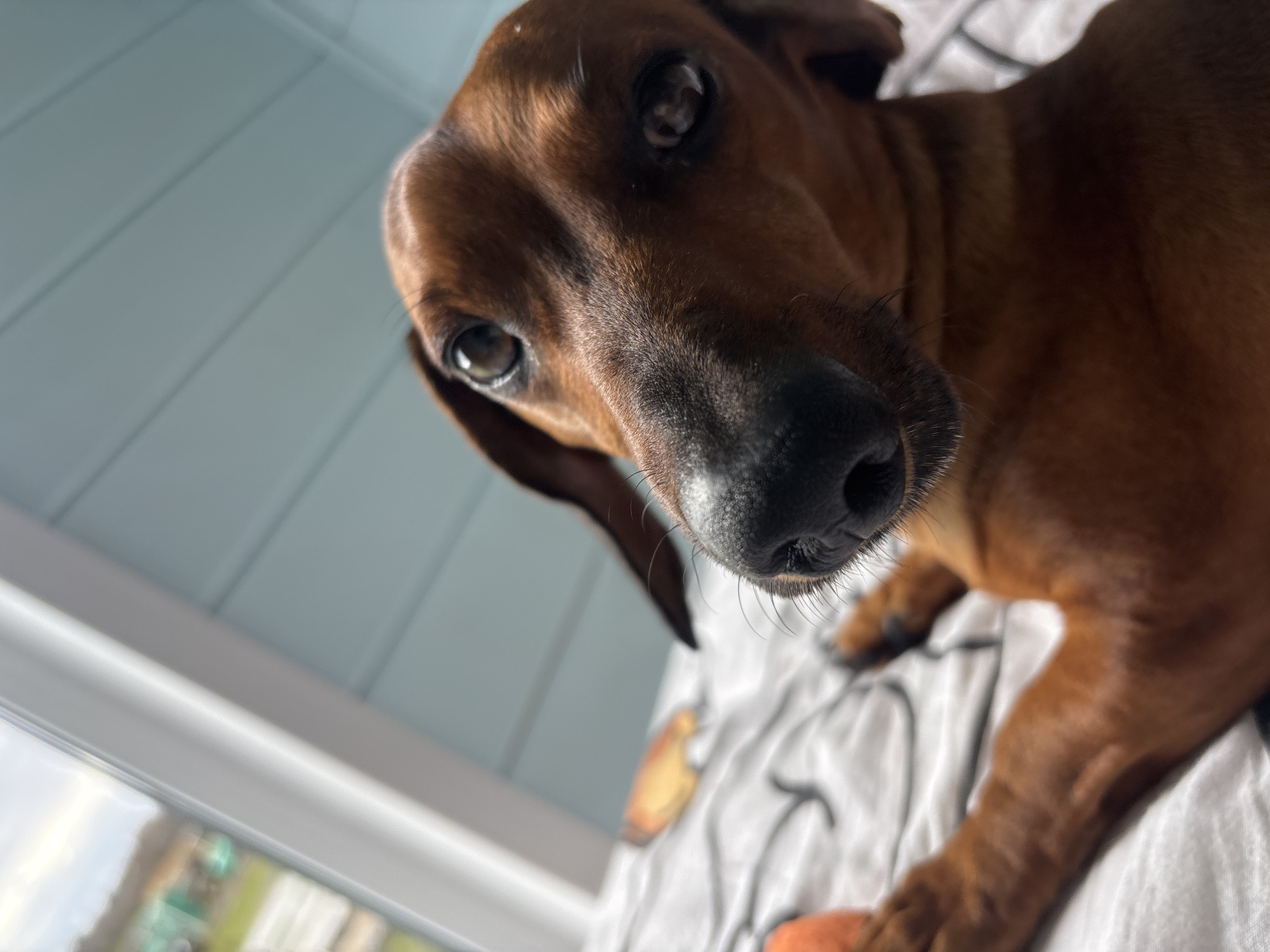 A close-up, low-angle shot captures the face of a brown, short-haired dog, likely a Dachshund, looking directly into the camera. The dog's prominent snout and nose, detailed with whiskers, fill the lower-center of the frame, with its dark, expressive eyes looking upwards. Its floppy ears are partially visible on either side of its head. The dog's rich brown fur shows subtle variations in shading due to the lighting.
The setting appears to be indoors, likely in a room in Razdolye, Russia. In the upper left background, a light blue paneled ceiling or wall is visible, suggesting a cozy interior. Below this, a white window frame runs horizontally, with a blurred view of the outdoors, indicating natural light source and daylight conditions. The dog is resting on white bedding, which has subtle, light-colored patterns, possibly depicting abstract shapes or figures. A small orange object, possibly a toy or part of the bedding's design, is visible near the dog's front paw in the lower right. The dog appears calm and curious, with an attentive gaze. There is no visible text in the image.