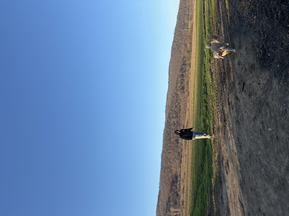 This image captures an outdoor rural scene in Chubra, Bulgaria, under a clear, bright blue sky. A solitary male subject stands mid-frame in a green field, wearing a dark hooded sweatshirt featuring a light 'X' emblem on the chest, light-colored trousers, and dark athletic shoes. He faces slightly right, appearing to look down. To the right of the foreground, three large, shaggy-coated dogs with light-colored fur advance leftward along a dark, uneven dirt path. The foremost dog has its tongue extended. Behind the subject, a vast green field transitions to rolling hills covered in sparse, brown deciduous vegetation, indicative of a dormant season. Lighting suggests late afternoon, with long shadows extending towards the viewer.