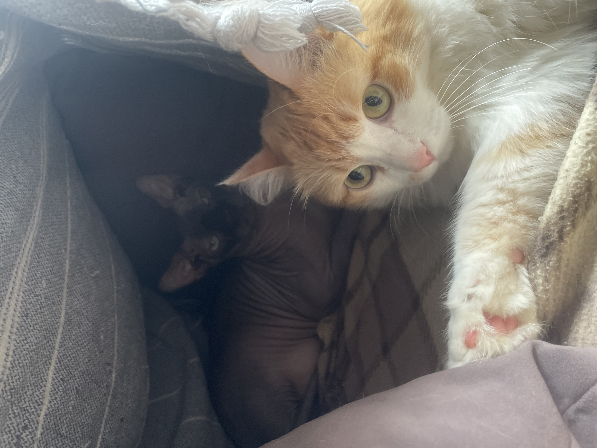 A photograph shows two cats inside a carrier. An orange and white tabby cat is positioned on the right and appears to be looking directly at the camera. Its front paw, with pink pads, extends towards the viewer. In the lower-left corner, a dark-skinned hairless cat is curled up. The inside of the carrier has a gray and white striped lining. The carrier's fabric, a tan color, is visible on the right edge.