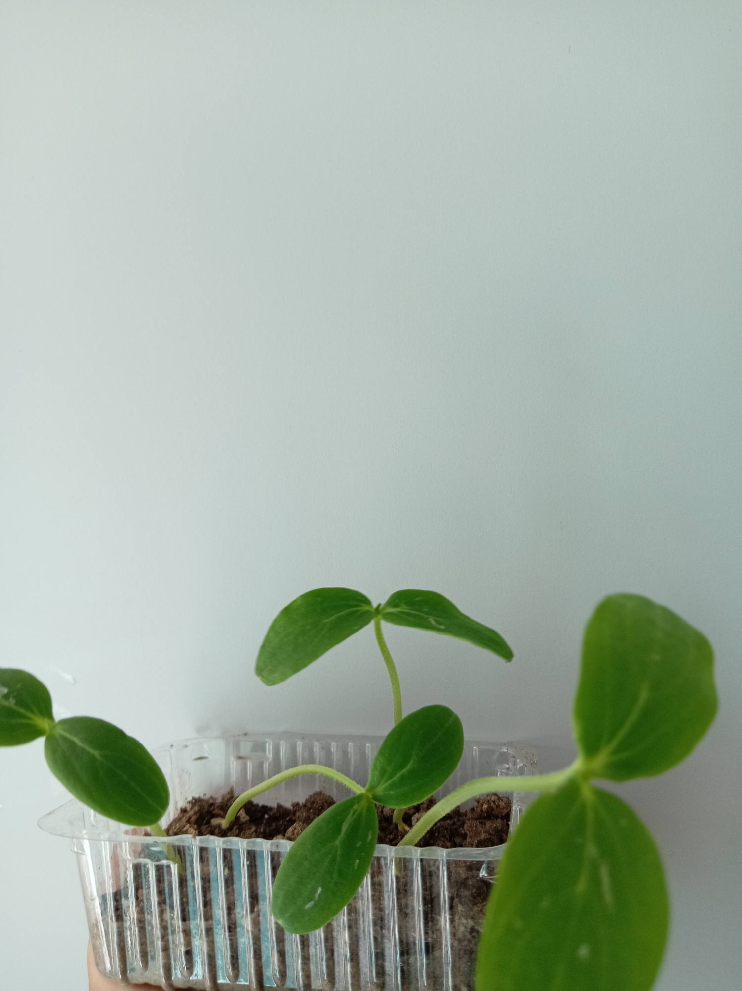 A clear plastic container holding four small green plants is shown against a plain white background. The plants are in the seedling stage, with small leaves and delicate stems. The container is filled with dark brown soil. The image is taken from a slightly low angle, with the plants in the foreground and the white background filling the rest of the frame. The lighting is soft and diffused.