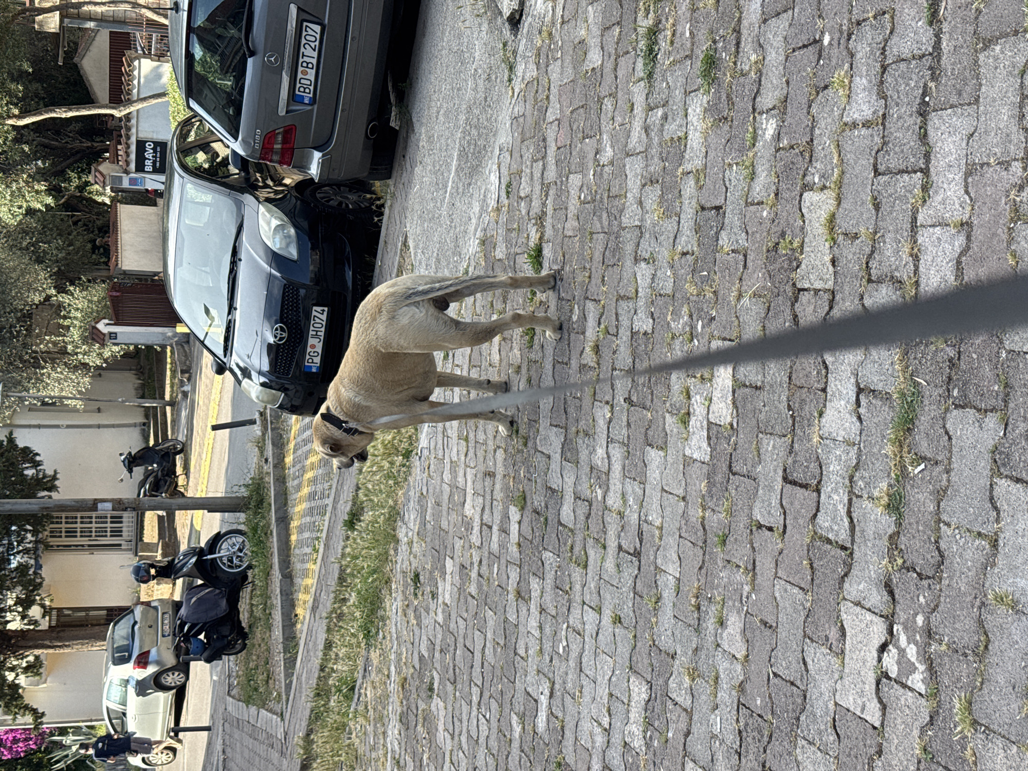 A tan-colored dog is being walked on a leash on a paved walkway in Budva, Montenegro. The dog is facing away from the camera, towards the left of the frame. A black leash extends from the dog's collar to the right. In the background, several vehicles are parked, including a silver car, a black scooter, and two black cars. The buildings appear to be residential or commercial. The walkway is made of interlocking gray pavers with grass growing in the cracks. The sky is visible at the top of the frame, with trees and foliage surrounding the scene.