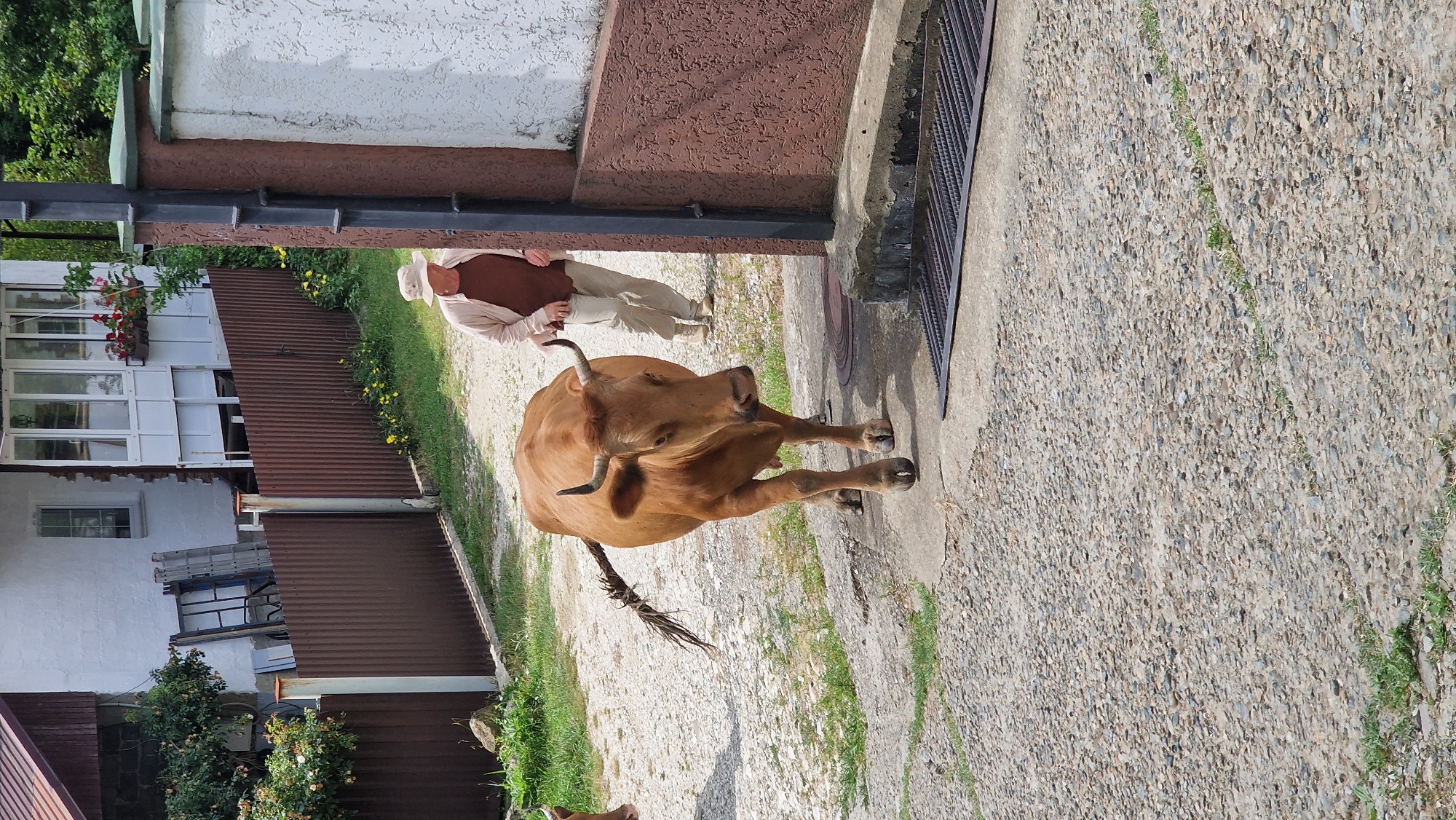 A light-brown cow with horns and a braided tail walks on a gravel path towards the viewer, slightly angled to the left. Behind the cow, a person wearing a light-colored hat, a brown t-shirt, and a tan jacket walks away from the viewer. The scene is set in a rural or semi-rural environment, likely in Verkhovskoye, Russia, given the architectural style of the buildings and the presence of what appears to be a corrugated metal fence. A white building with a balcony and red flowers is visible in the background, along with a brown fence and some greenery. The ground is covered in gravel and concrete.