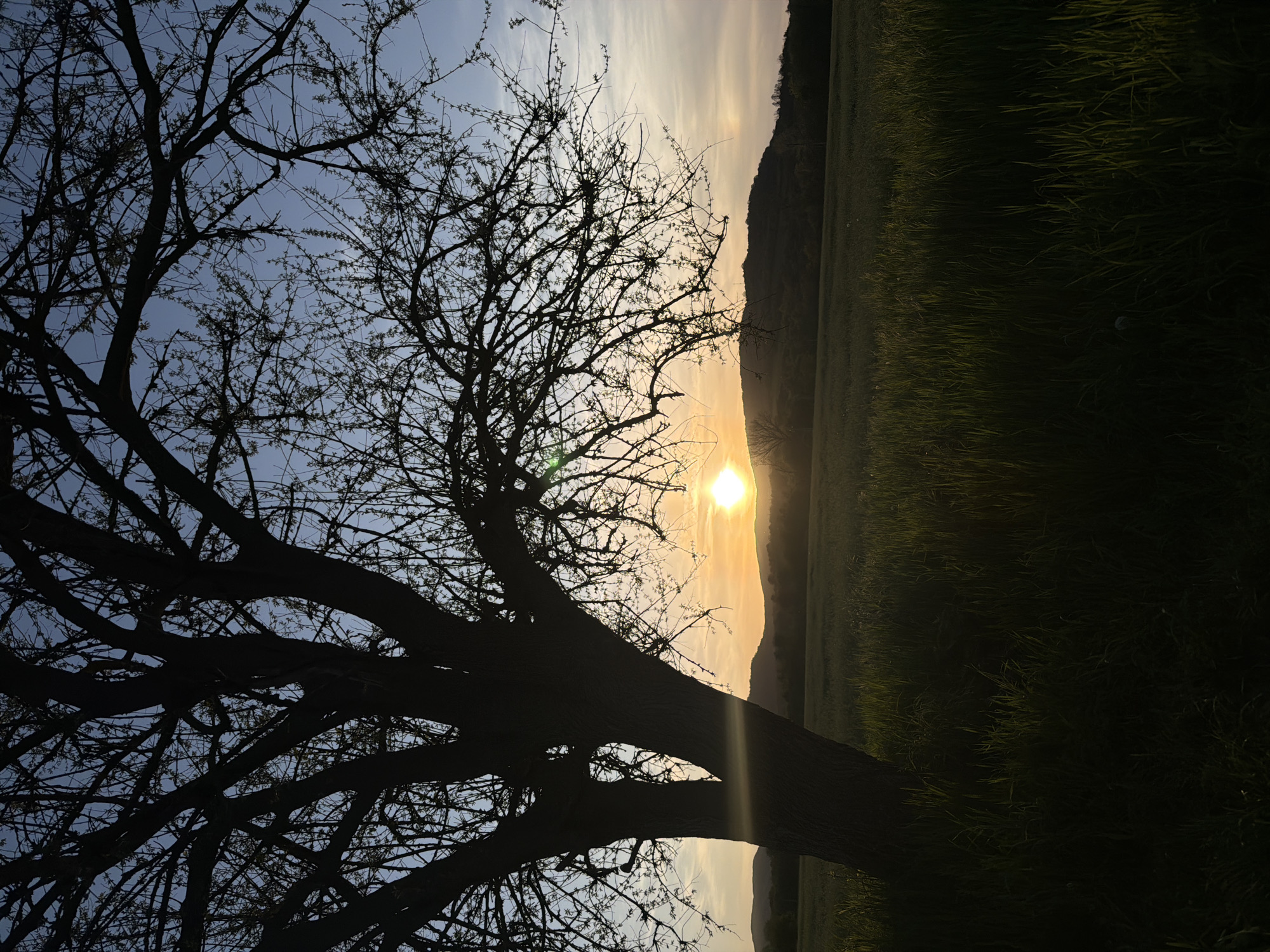 The image captures a serene natural landscape at either sunrise or sunset, likely in the area of Debelets, Bulgaria. A prominent, large tree with intricate, mostly bare branches is silhouetted against the sky, occupying the left and center-left portions of the frame. The tree's dark form contrasts sharply with the brighter sky.
The sun, appearing as a brilliant golden orb, is positioned low on the horizon, partially obscured by a distant, dark-silhouetted hill or mountain range. Its light creates a radiant glow in the sky, transitioning from a soft blue at the top to warm yellow and orange tones around the sun, with visible sun rays extending through the tree branches. A large field of tall, dark green grass occupies the foreground and extends to the right, also largely in shadow, with subtle hints of light catching some blades of grass. The overall scene conveys a peaceful moment during the golden hour, emphasizing the beauty of natural light and silhouettes. No visible text is present.