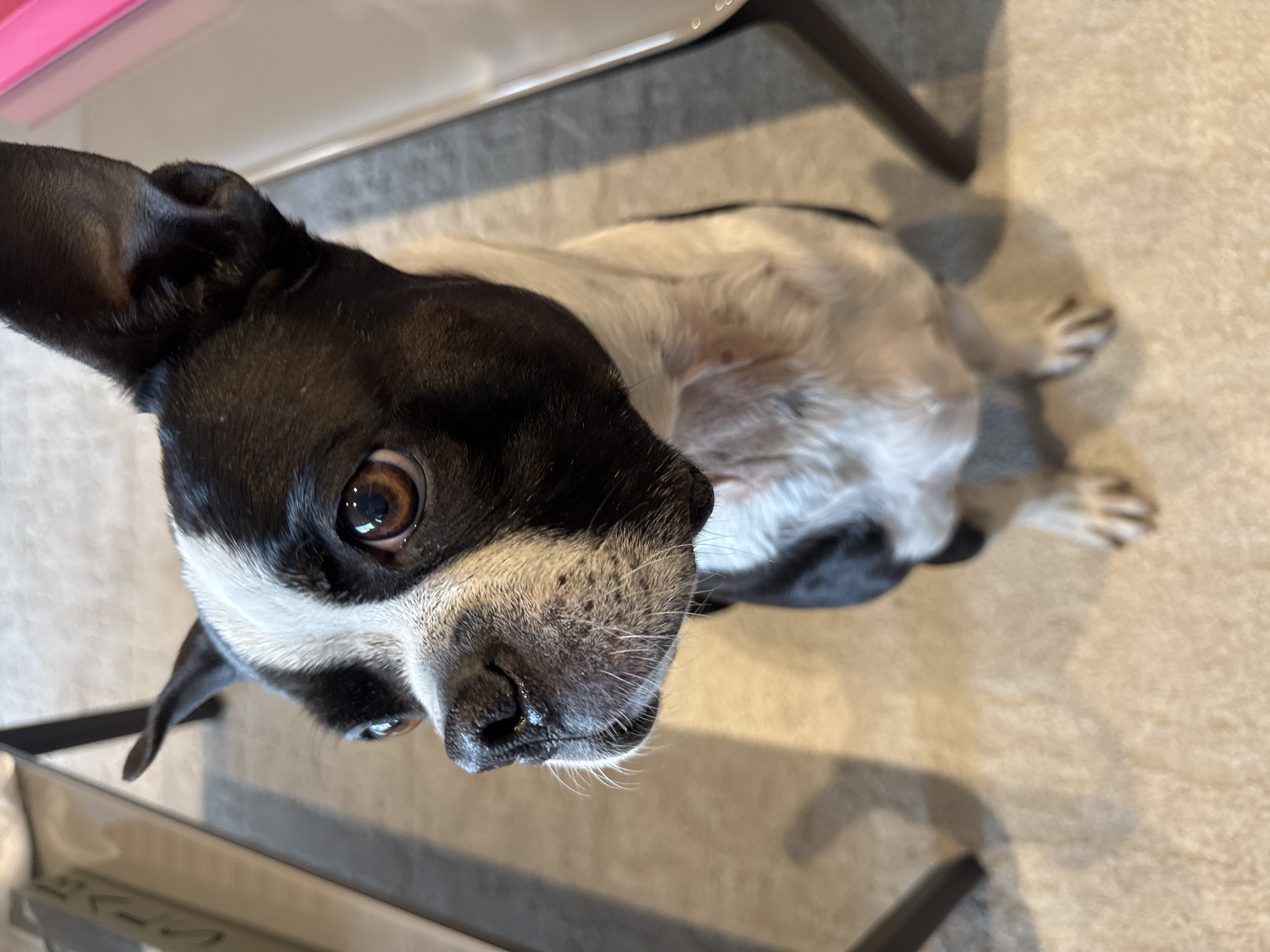 The image shows a black and white Boston Terrier dog sitting on a beige carpet. The dog is looking up at the camera with one brown eye clearly visible. The dog's body is partially visible, showing its white chest and front legs. A portion of a gray table leg and what appears to be part of a pink container or object are also visible. The location is likely indoors, given the carpeted floor and furniture. There is no information available in the image to identify the location as Mexico City.