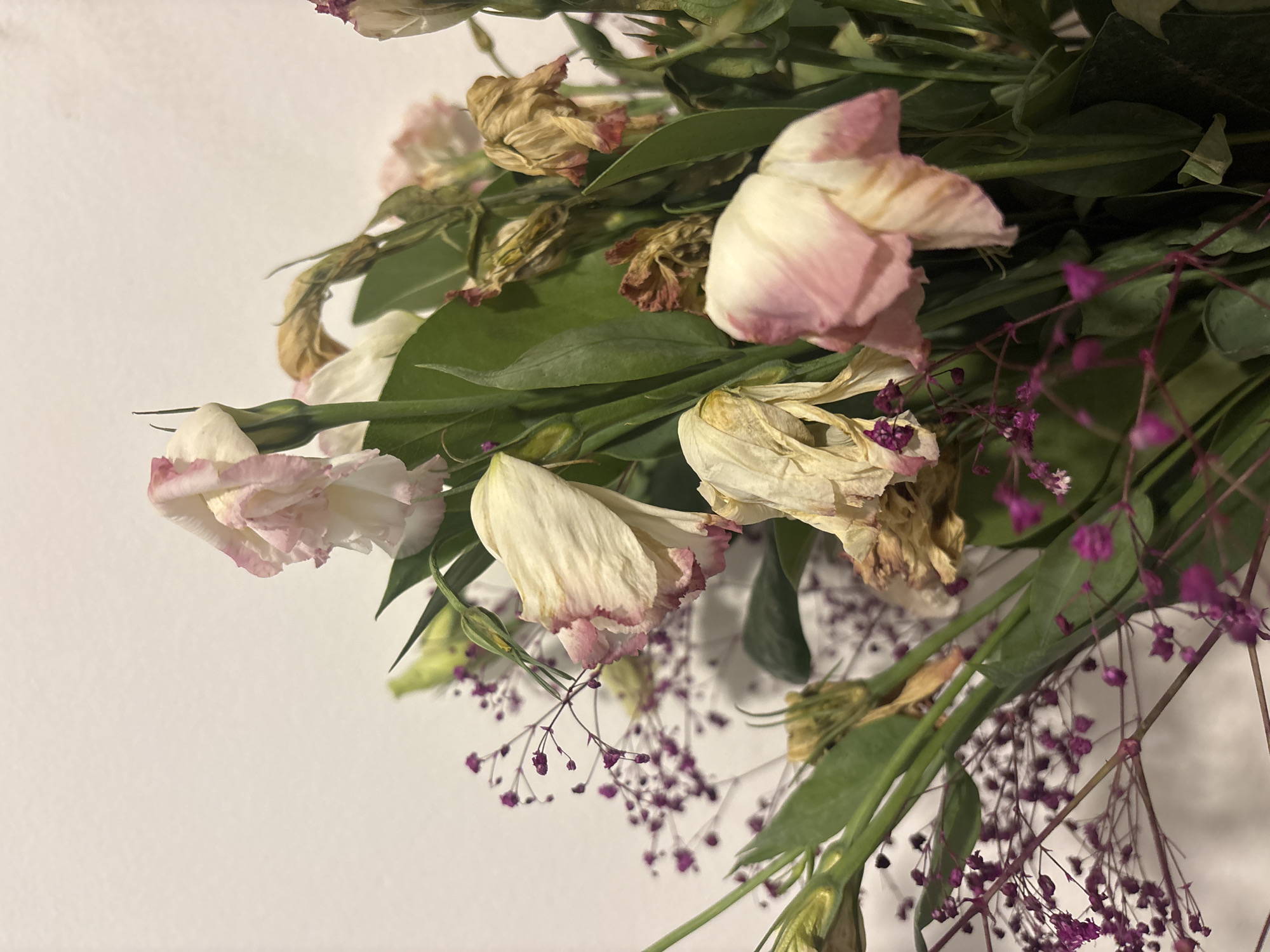 The image depicts a bouquet of wilting flowers, likely lisianthus and gypsophila, against a plain white background. Some flowers are still partially pink and white, while others are dried and brown. Green leaves are interspersed throughout. No people are visible. The scene is indoors, presumably in a domestic setting. There is no indication of the location being Buenos Aires, Argentina.