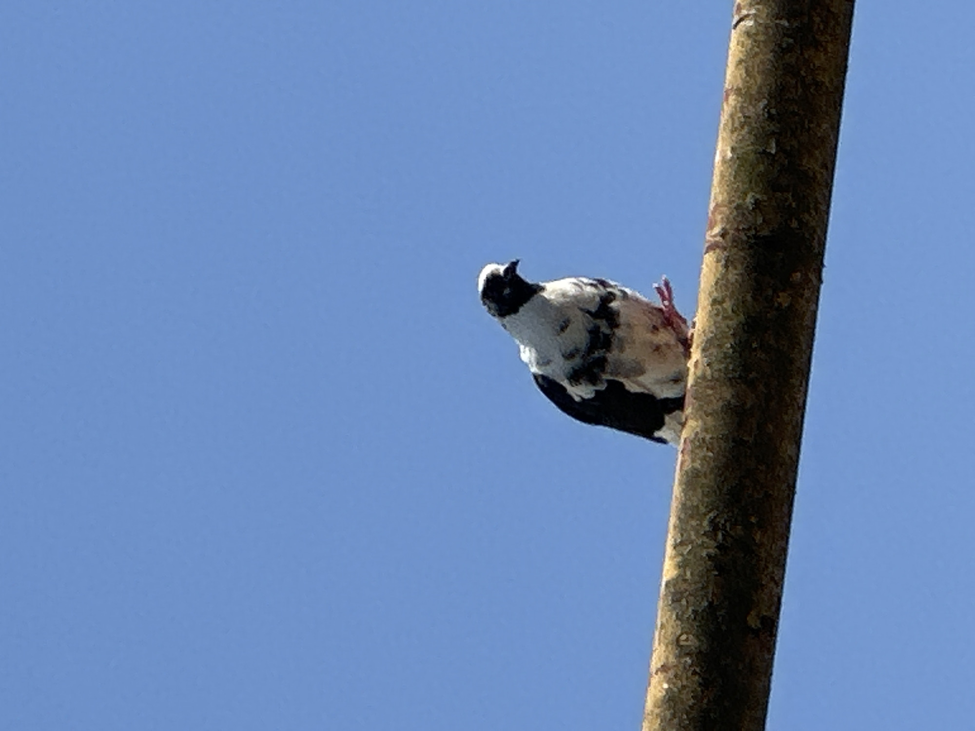 A speckled pigeon with black and white feathers is perched on a weathered, horizontal wooden beam against a clear blue sky. The pigeon is facing left, with its head slightly turned towards the viewer. Its right leg is visible, appearing red, and is gripping the beam. The beam itself has a rough texture and appears to be part of an outdoor structure. The image is taken from a low angle, looking up at the pigeon and beam. The location is not specified in the image, and therefore its presence in Sochi, Russia, cannot be confirmed.