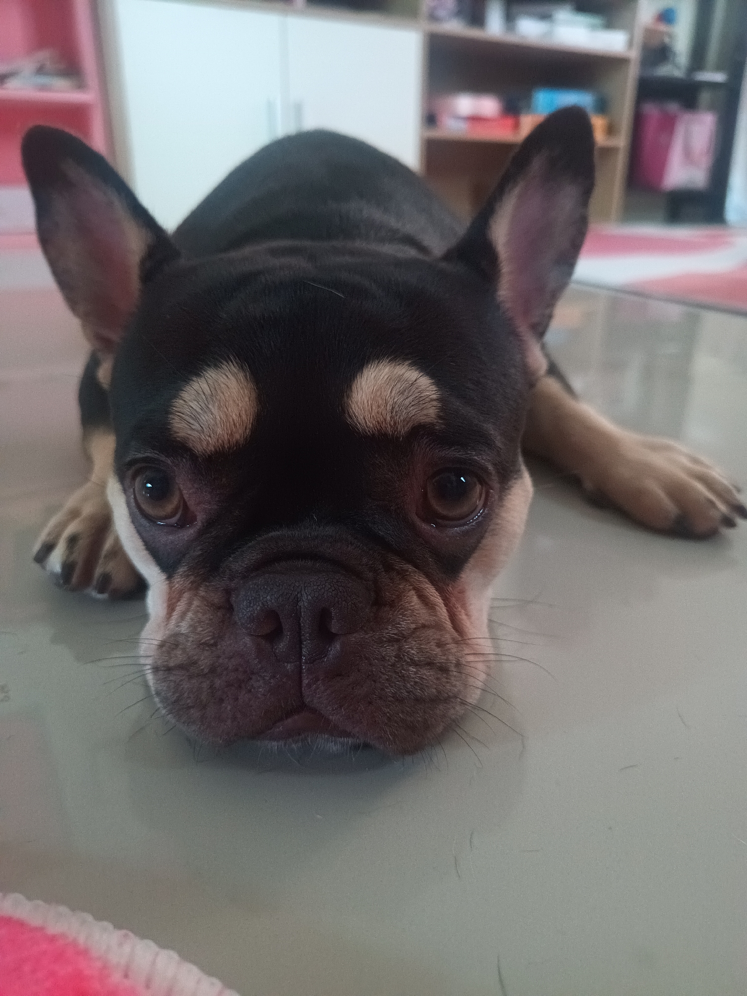 A black and tan French Bulldog lies on a reflective, light-colored surface. The dog is facing forward, with its head resting on the surface. The dog's front paws are extended in front of it. The background includes a cabinet with shelves, and a partially visible pink object in the lower left corner. The environment suggests an indoor space, possibly in a residential area. There's no clear indication of Ban Nong Khon, Thailand in this image.