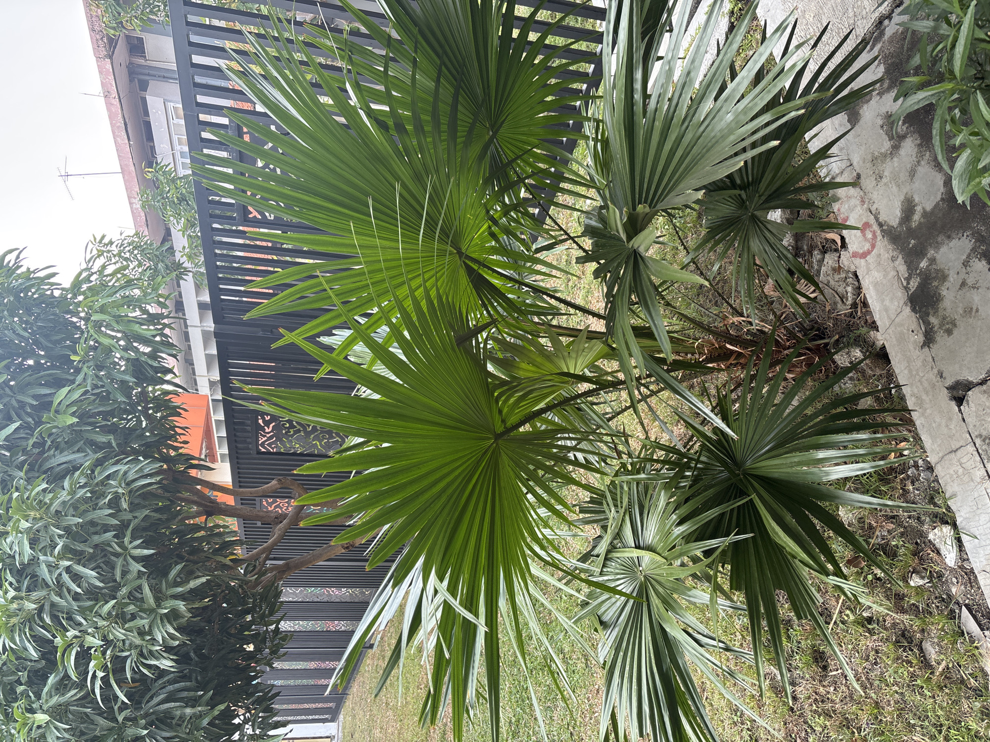 This image depicts an outdoor scene in Cirebon, Indonesia, featuring a cluster of fan palm plants in the foreground. Behind the palm plants, a black metal fence with decorative cutouts separates the property from a residential building. A mango tree with lush green foliage is visible behind the fence. The ground is covered with grass and a concrete pathway is present. The sky is overcast. There are no people or animals visible in the image. The focus is on the vegetation and the architectural elements of the property.