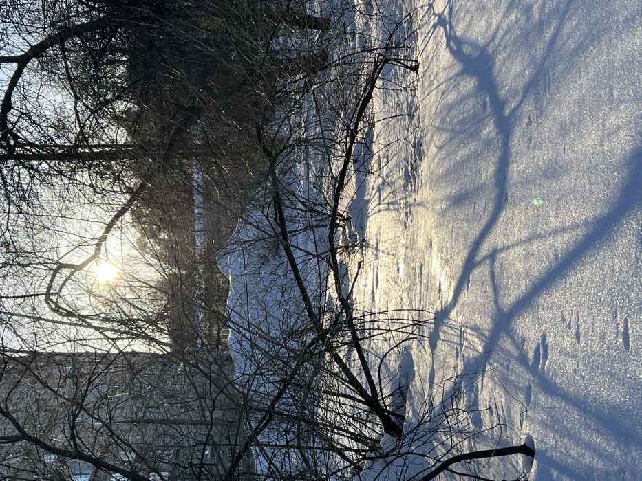 The image depicts a snow-covered urban green space in Chaikovsky, Russia, under bright, low-angle sunlight during winter. The foreground and midground are covered in a deep layer of reflective white snow, showing no visible tracks. Numerous deciduous trees and bushes, stripped of leaves, form dark, intricate silhouettes across the frame. Their bare branches extend towards the ground, casting long, sharply defined shadows across the sun-drenched snow. A multi-story building with a light-colored facade is partially visible through the branches in the upper left portion of the background. The sun, appearing as a bright glare, is positioned in the upper center-left, behind the tree branches. No individuals, animals, or discernible activities are present. A small, faint green lens flare is visible in the lower right quadrant.