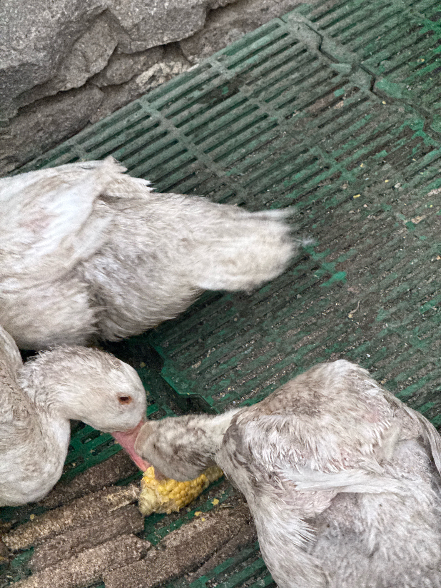 The image shows two light-colored birds, likely geese, with gray speckles on their feathers, eating corn cobs. One goose is in the foreground on the left, with its head bent down to eat. Its eye is visible, and it has a pink beak. Another goose is to the right, also eating corn, with its head obscured by the corn cob. The geese are situated on a green slatted surface, possibly a mat or drainage grate, with some dirt and debris around them. In the background, there is a rough, gray stone wall. The overall scene appears to be outdoors. The image does not contain any specific landmarks or details that would allow for a definitive location within Ekzarh Antimovo, Bulgaria.