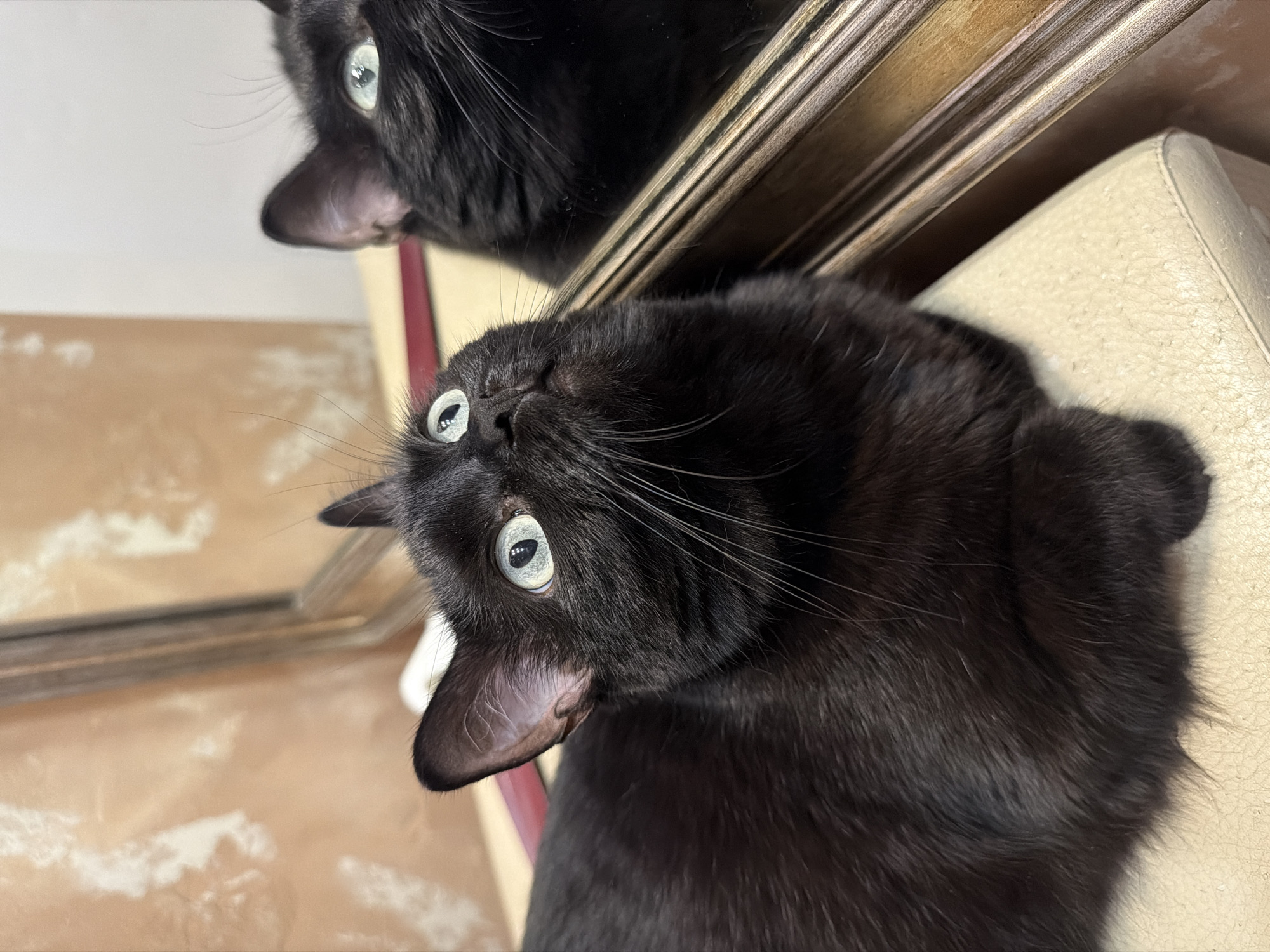 A black cat with bright green eyes is looking upwards, its reflection visible in a mirror to its right. The cat is lying on a light-colored, textured surface. The background features a wall with an abstract, textured pattern in shades of beige and peach. The mirror has an ornate, golden frame. The scene is indoors, likely in a residential setting. The location is not specified in the image.
