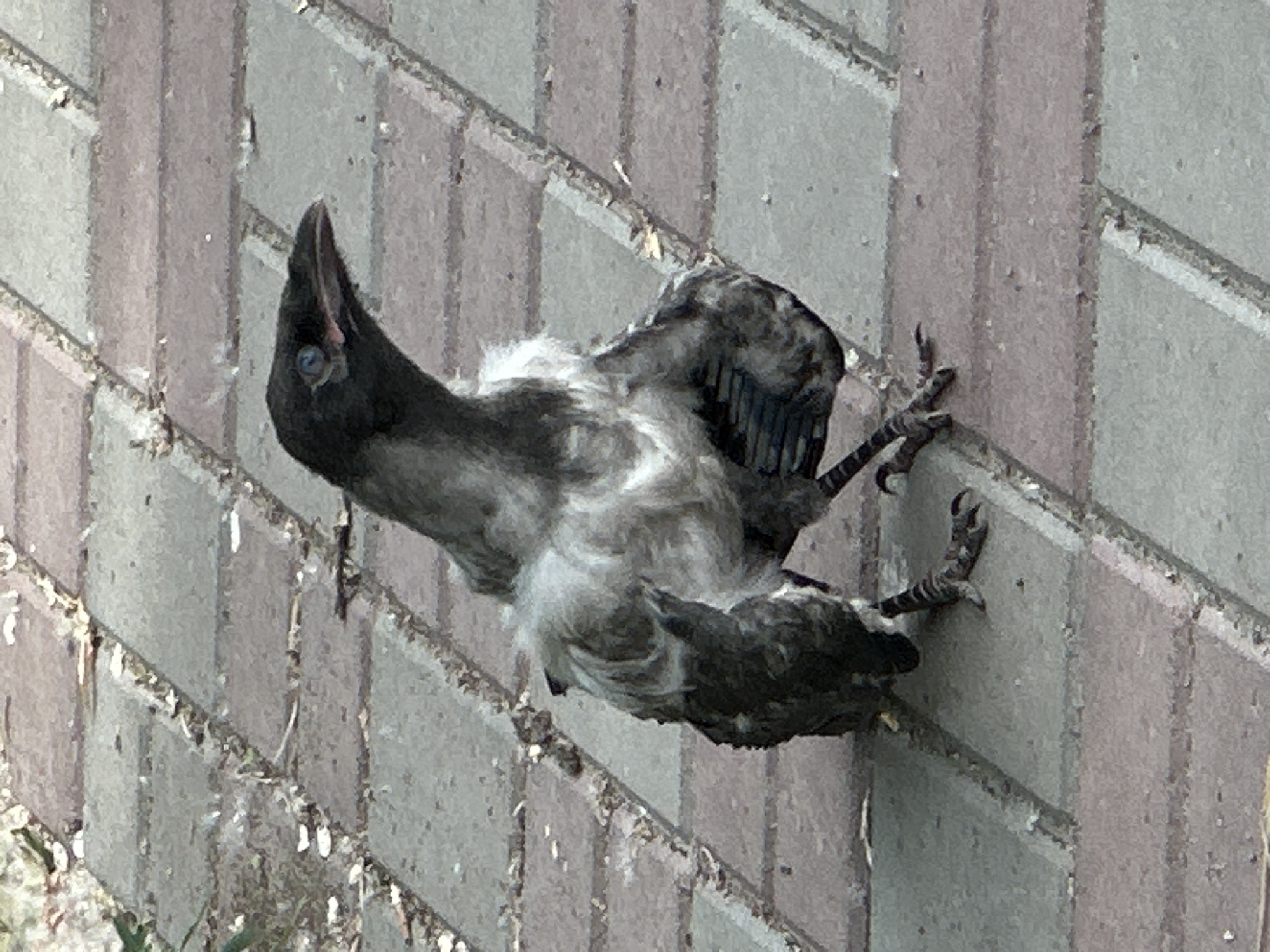 An upward-tilted close-up photograph captures a bird, likely a Jackdaw, lying on its back against a textured wall. The bird's body is mostly dark grey and black, with a notable patch of lighter, fluffy white or pale grey feathers on its belly and chest. Its beak is slightly agape, and one striking pale blue eye is visible, framed by dark feathers. The bird's dark, scaly talons are curled, suggesting either rigor mortis or a lack of motor control. Its wings appear dark and somewhat dishevelled.
The background consists of a wall made of rectangular blocks or bricks, varying in shades of grey and light brown or reddish-brown. The mortar lines are visible, and there is some debris, including small white specks and dirt, scattered on the wall's surface and in its crevices. The lighting suggests it is daytime. The bird's posture and condition indicate it is either deceased or severely injured. There is no visible text in the image. The scene is set in Omsk, Russia.