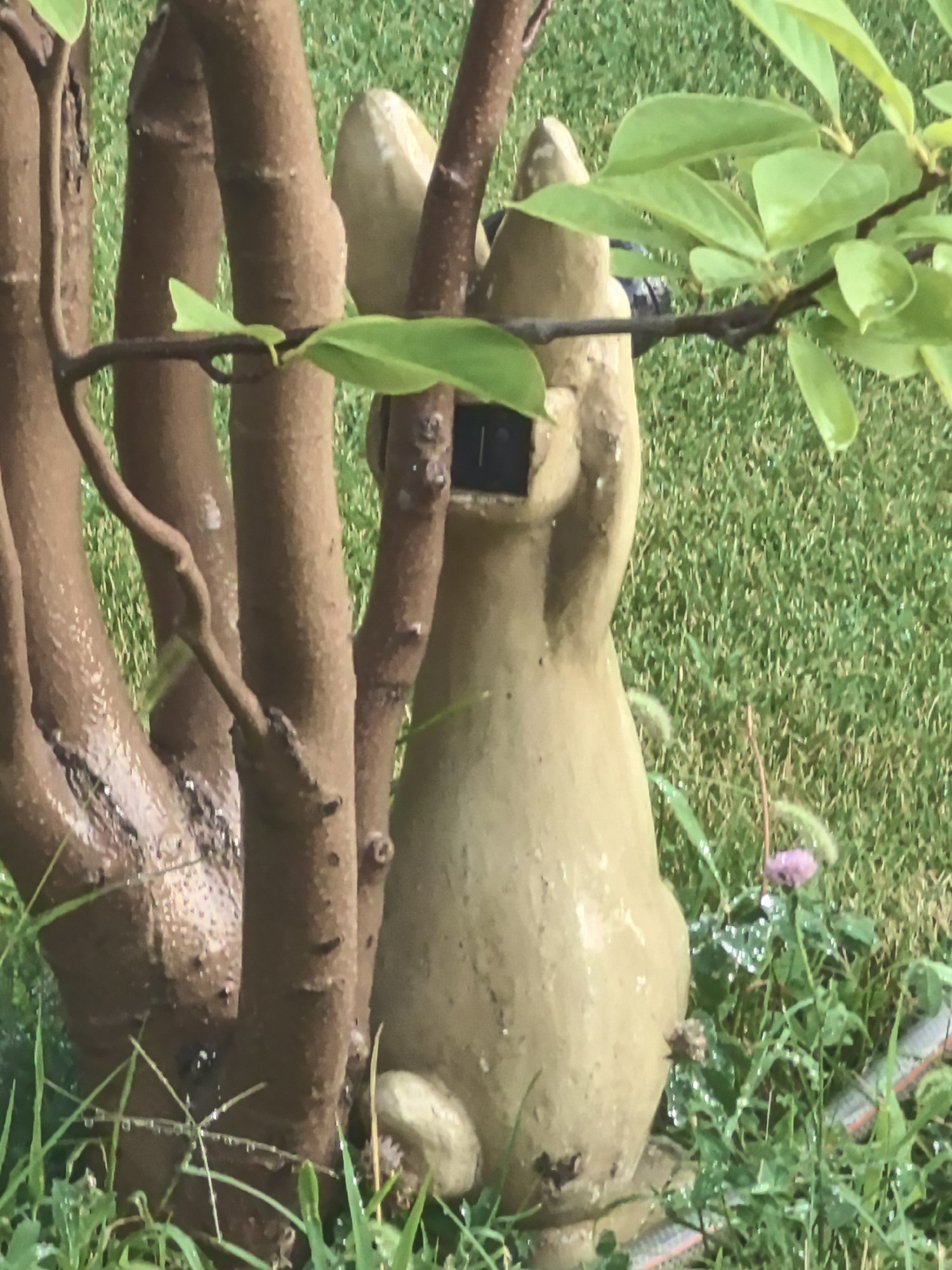 The image captures a close-up view of a garden scene, focusing on a light brown, statue-like object resembling a rabbit, partially obscured by the branches and trunk of a tree. The statue has a dark rectangular opening on its head, likely a solar light panel. The tree's bark is textured and appears wet, as are the surrounding blades of green grass, suggesting recent rain or dew. A branch with vibrant green leaves extends from the upper right, some leaves appearing slightly damp. In the background, the grass is lush and green, with a few small plants, including one with a small pink flower, scattered among it. A section of a grey and orange striped hose is visible near the bottom right, hinting at garden maintenance. The overall mood is tranquil and natural. No people or text are visible. The scene is likely set outdoors in a garden, possibly in Taldykorgan, Kazakhstan, given the provided location context. The lighting suggests it could be daytime, possibly after a rain shower due to the wet surfaces.