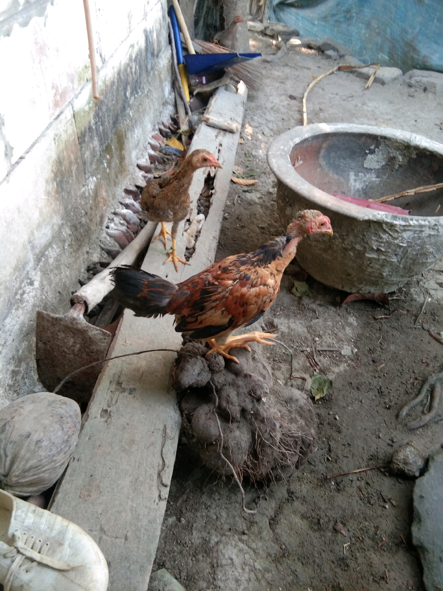 Two chickens, one brown and one with black and orange feathers, are standing in a yard. The yard is dirt with some rocks and debris. There is a concrete planter to the right of the chickens, and a shovel and a broom to the left. A white sneaker is visible in the bottom left corner of the image. The scene appears to be in Karangsambung, Indonesia.