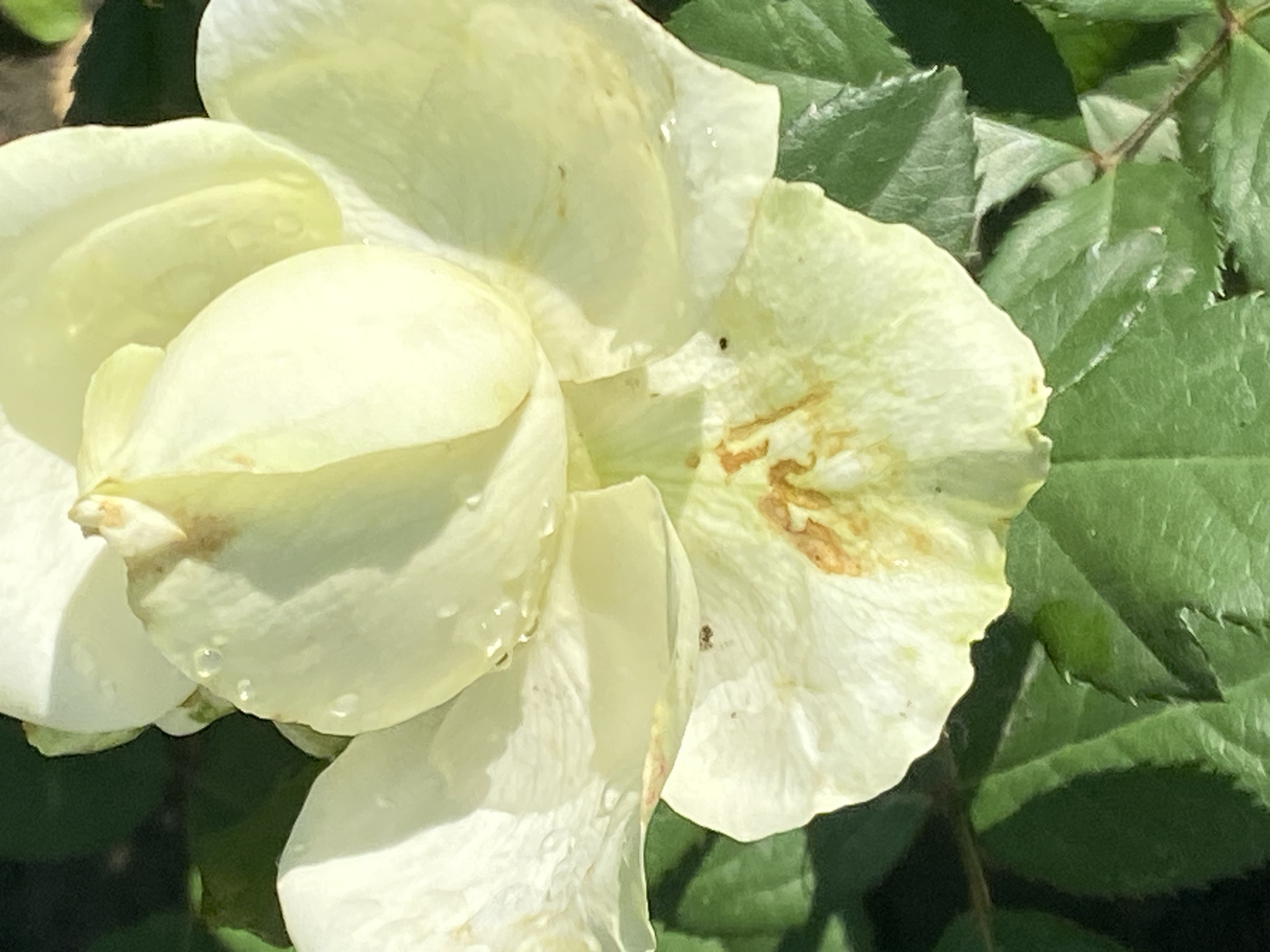 This is a close-up, high-angle photograph of a light yellow rose with some brown browning and water droplets on its petals. The rose is surrounded by green leaves. The image does not contain any identifiable landmarks or clues that would allow for its location to be specified within the city of Novokuznetsk, Russia.