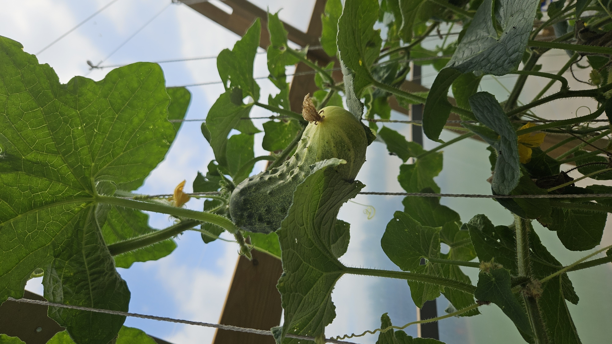 A single cucumber is hanging from its vine, supported by string and leaves, within a greenhouse. The cucumber is light green with darker green bumps and has a withered yellow flower attached to its end. Large, green leaves, characteristic of a cucumber plant, surround the fruit. The background shows a cloudy sky and the wooden structure of the greenhouse. The scene appears to be in Kākciems, Latvia, though this cannot be confirmed from the image alone. There are no people or animals present in the image.