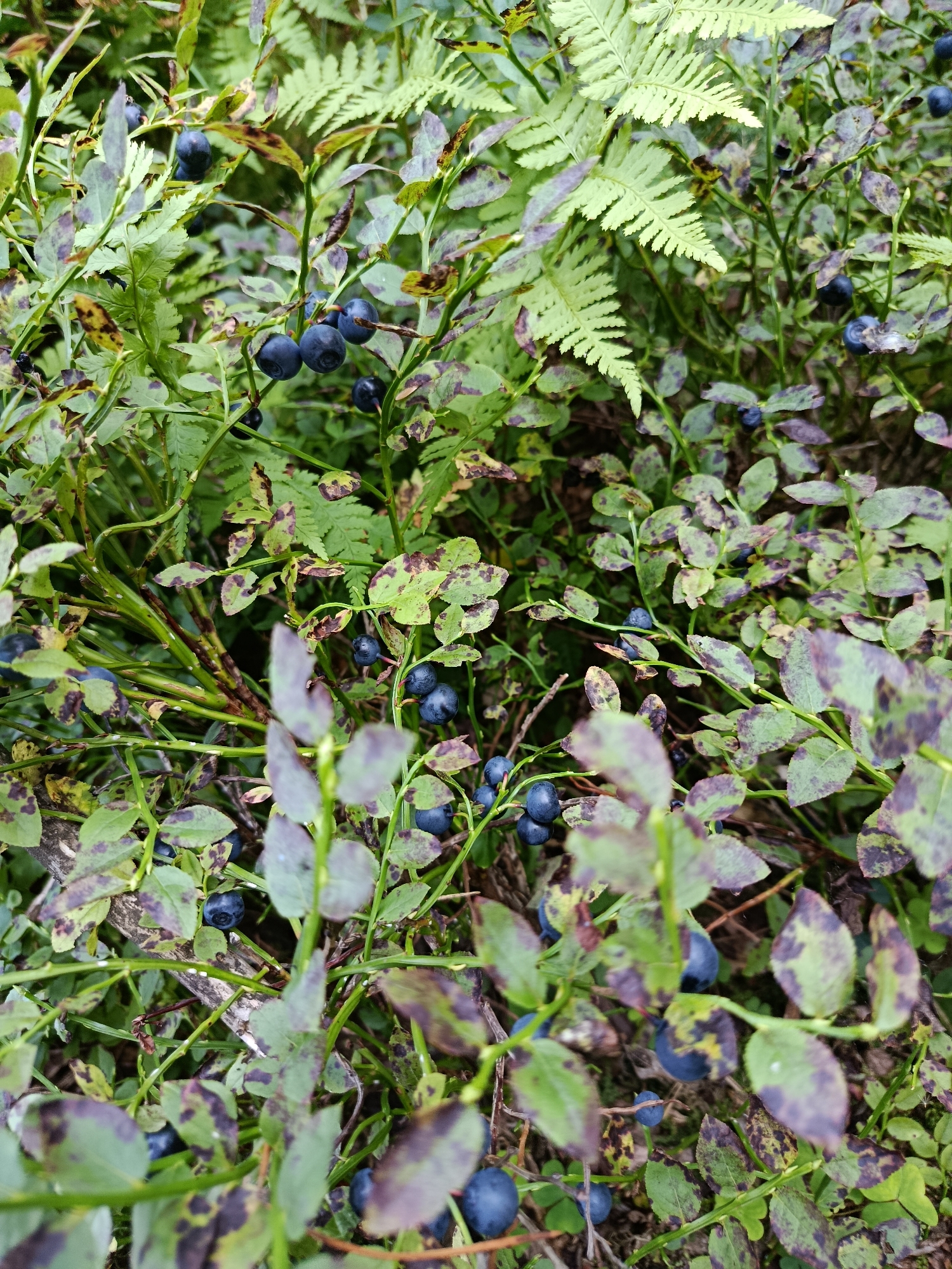 The image shows a close-up view of blueberry bushes in a natural setting. The bushes are laden with ripe, dark blue blueberries. The leaves of the bushes are green with some appearing to have reddish-brown spots. Fern fronds are visible in the background, suggesting a forest or woodland environment. The lighting is natural, indicating an outdoor scene during the day. There are no people or man-made objects visible in the image. The focus is on the texture and color of the blueberries and foliage. The location of Borduki, Russia is not discernible from the image itself.
