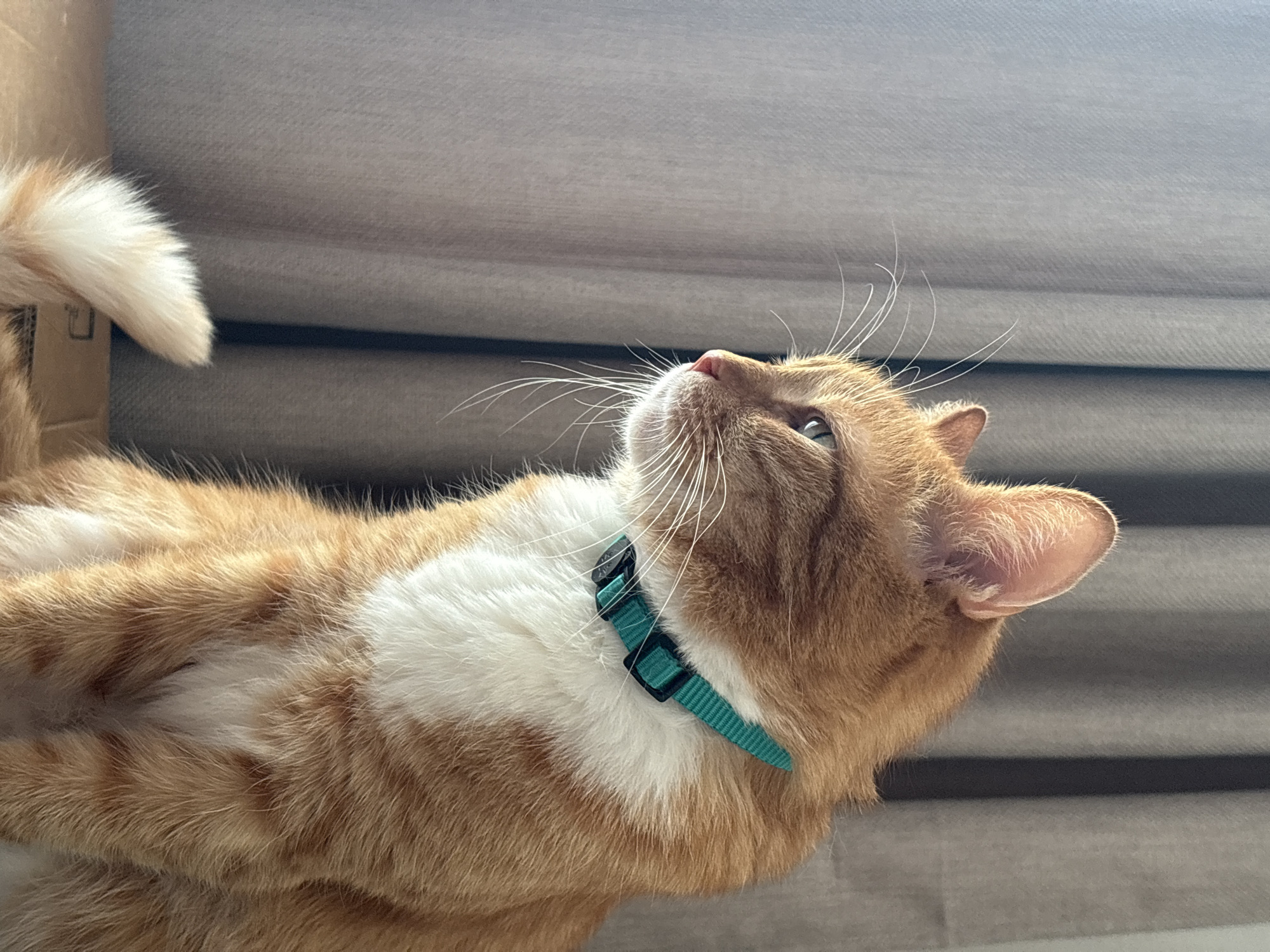 An orange and white tabby cat with a green collar lies on a grey surface, possibly a couch or bed. The cat is looking upwards, its whiskers prominent. A fluffy tail is visible on the left side of the image. The location of Bar, Montenegro, cannot be determined from the visual information provided.