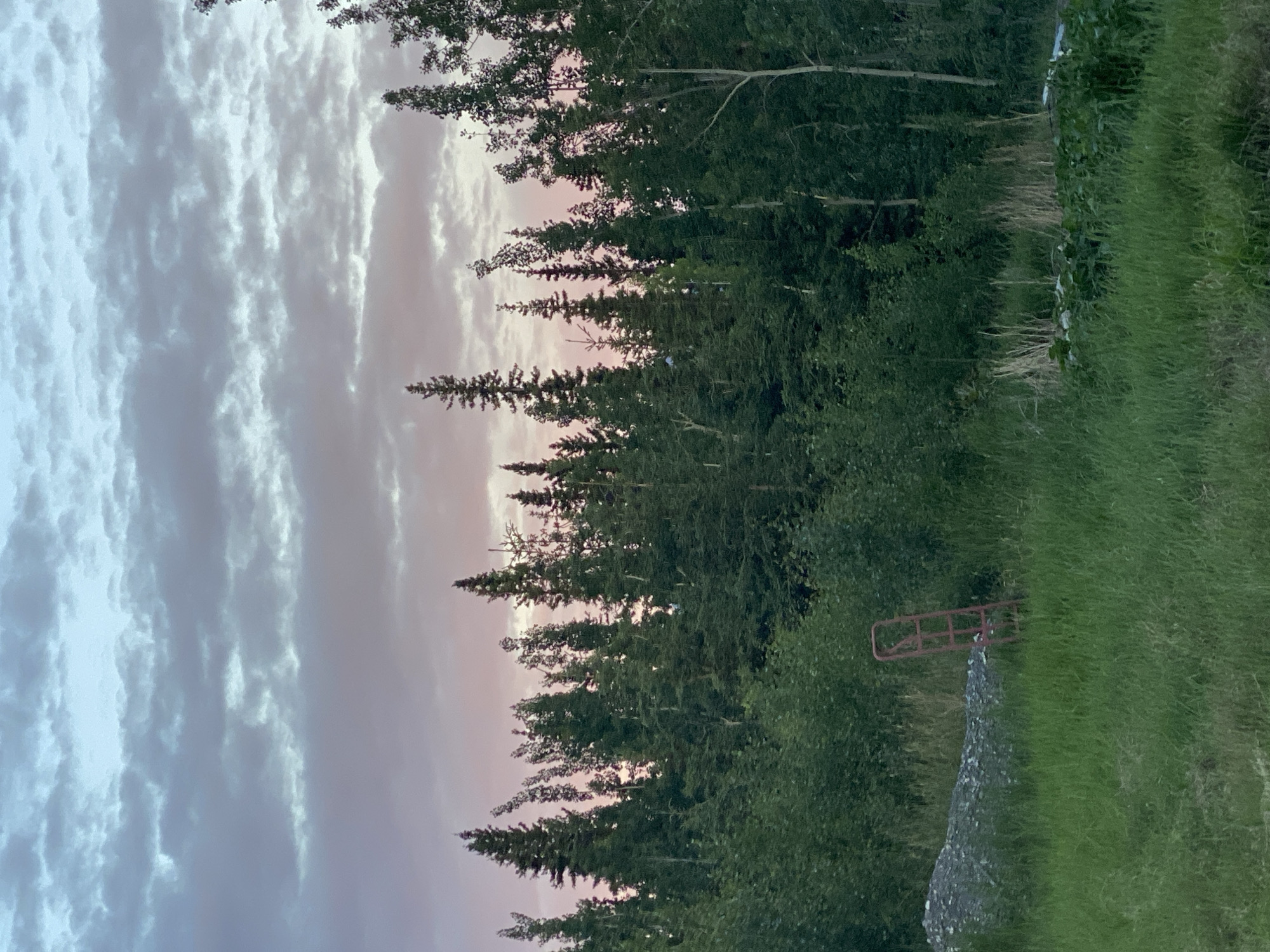 An outdoor, vertical, eye-level shot captures a scene in Haines Junction, Canada, featuring a dense forest bordering a grassy foreground under a pastel-colored sky at dusk. The sky is a gradient of pale blue and soft pink, with horizontal bands of grey clouds. The forest consists of various trees, including tall, conical evergreens and deciduous trees with lighter bark. In the foreground, lush green grass covers the ground. To the left of the frame, a pile of light-colored gravel sits amongst the grass. Near the gravel pile, a bright red, metal ladder lies on its side in the grass. The scene conveys a sense of natural tranquility and the transition from day to night in a rural Canadian setting.