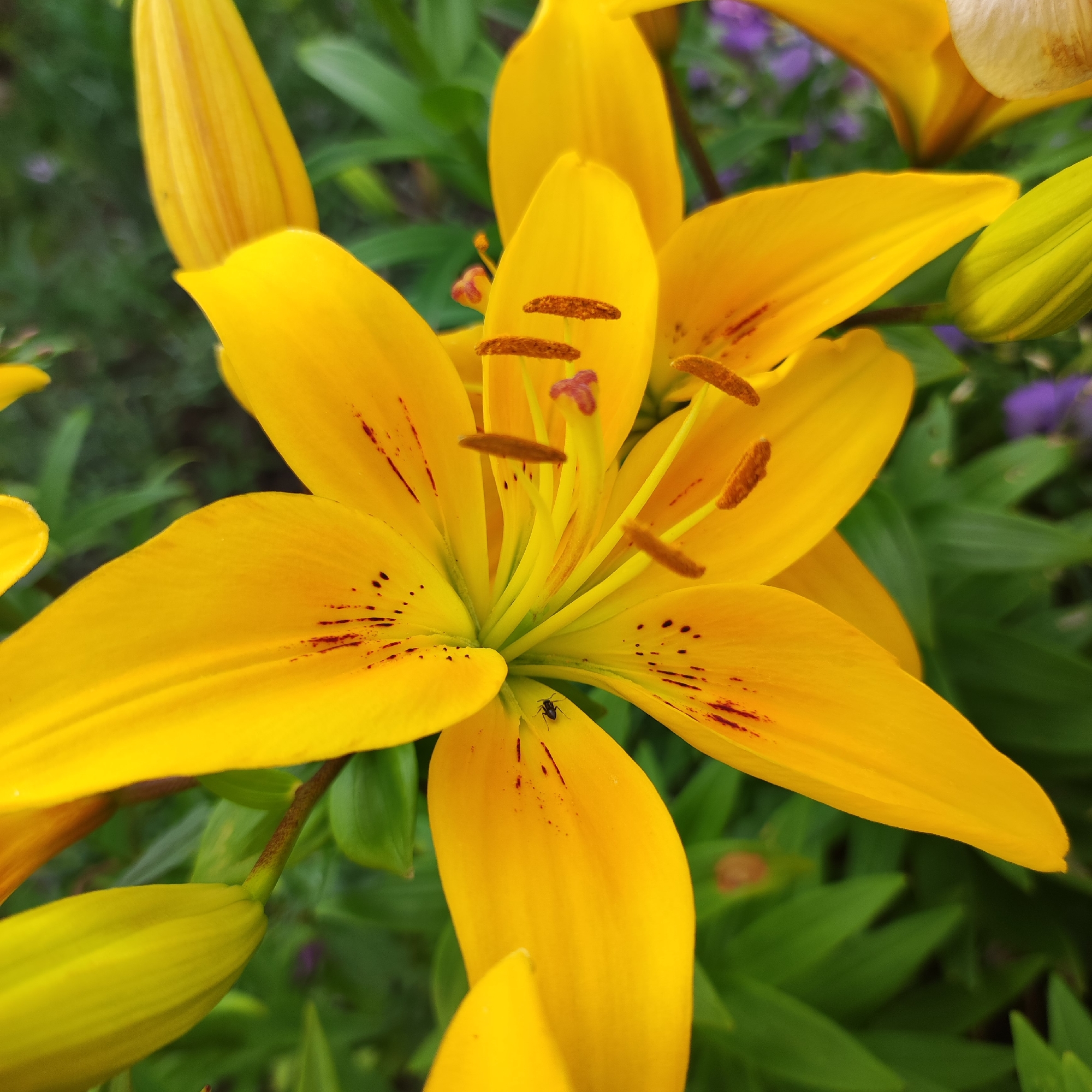 This is a close-up, eye-level, vertical, medium shot of a vibrant yellow lily flower in full bloom. The flower dominates the frame, with its large, pointed petals unfurling outwards. The stamens, tipped with brown anthers, are prominently displayed in the center of the bloom, along with the pistil, which is tinged with pink. The petals are a bright, sunny yellow, with some dark red speckles and streaks visible on some of them, adding a touch of contrast and detail.
In the lower center of the image, a small black ant is visible, walking on one of the yellow petals, indicating the presence of insect life. The background is a blur of green foliage, with hints of purple flowers visible further back, suggesting a garden setting. Two unopened lily buds, one bright yellow and another paler green, are visible on the left and right sides of the frame, respectively, adding to the floral theme. The lighting appears natural, possibly indicating daytime, and the overall mood is one of natural beauty and serenity. No text is visible in the image. The location context is Navoloki, Russia.